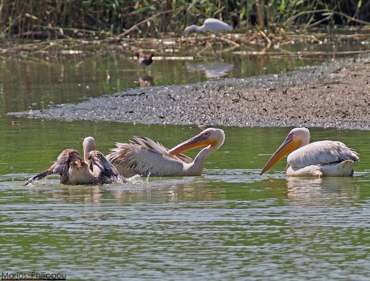 Olympus OM-D E-M5 + OLYMPUS 300mm Lens sample photo. Great white pelican photography