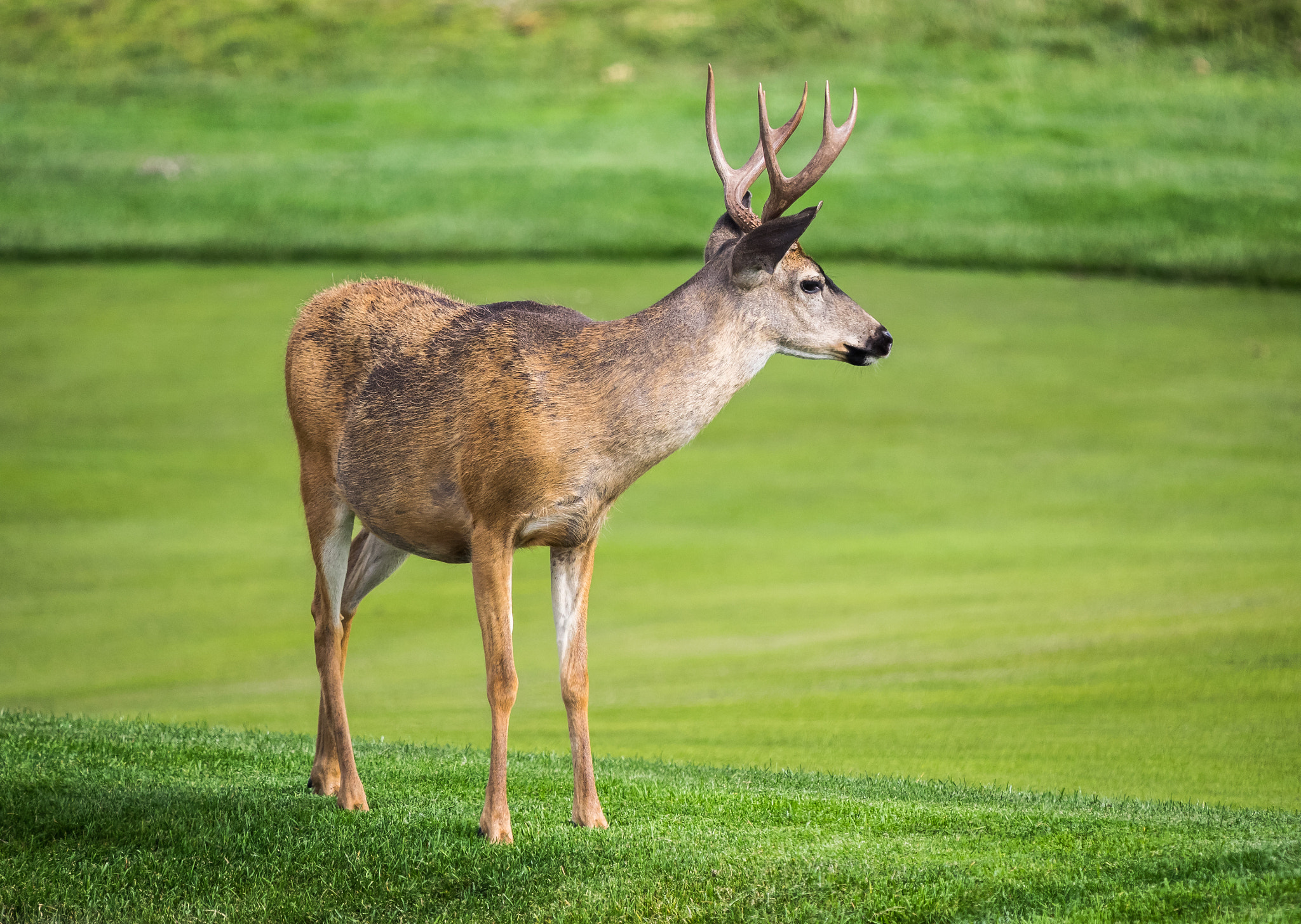 Olympus OM-D E-M1 + LEICA DG 100-400/F4.0-6.3 sample photo. Deer on a golf course photography