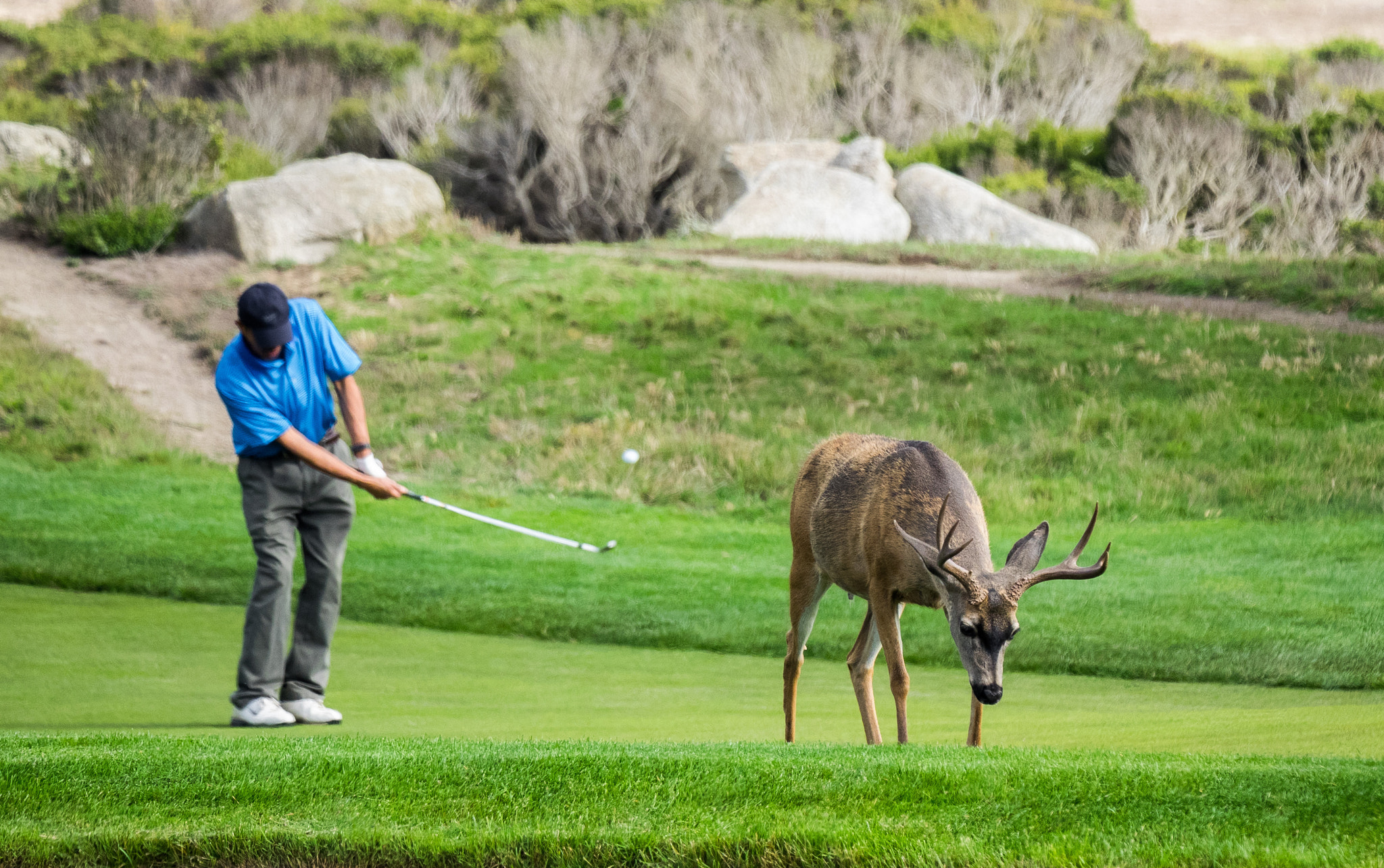 Olympus OM-D E-M1 + LEICA DG 100-400/F4.0-6.3 sample photo. Golfing & grazing photography