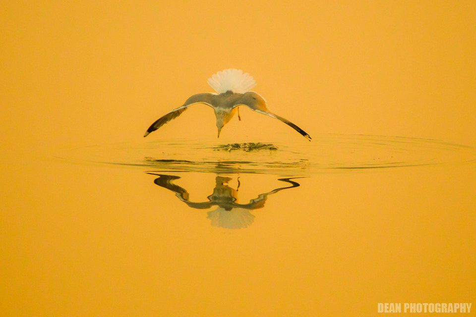 Canon EOS-1D Mark IV sample photo. Jump photography
