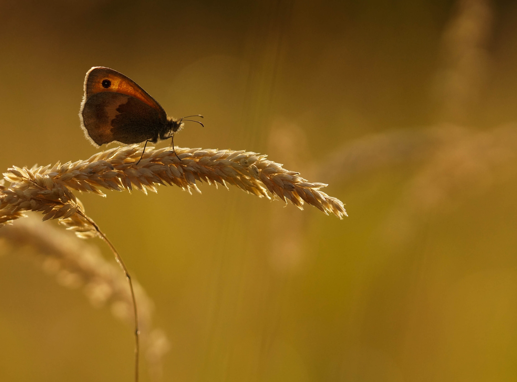 Sony SLT-A57 + 105mm F2.8 sample photo. Mr titon photography