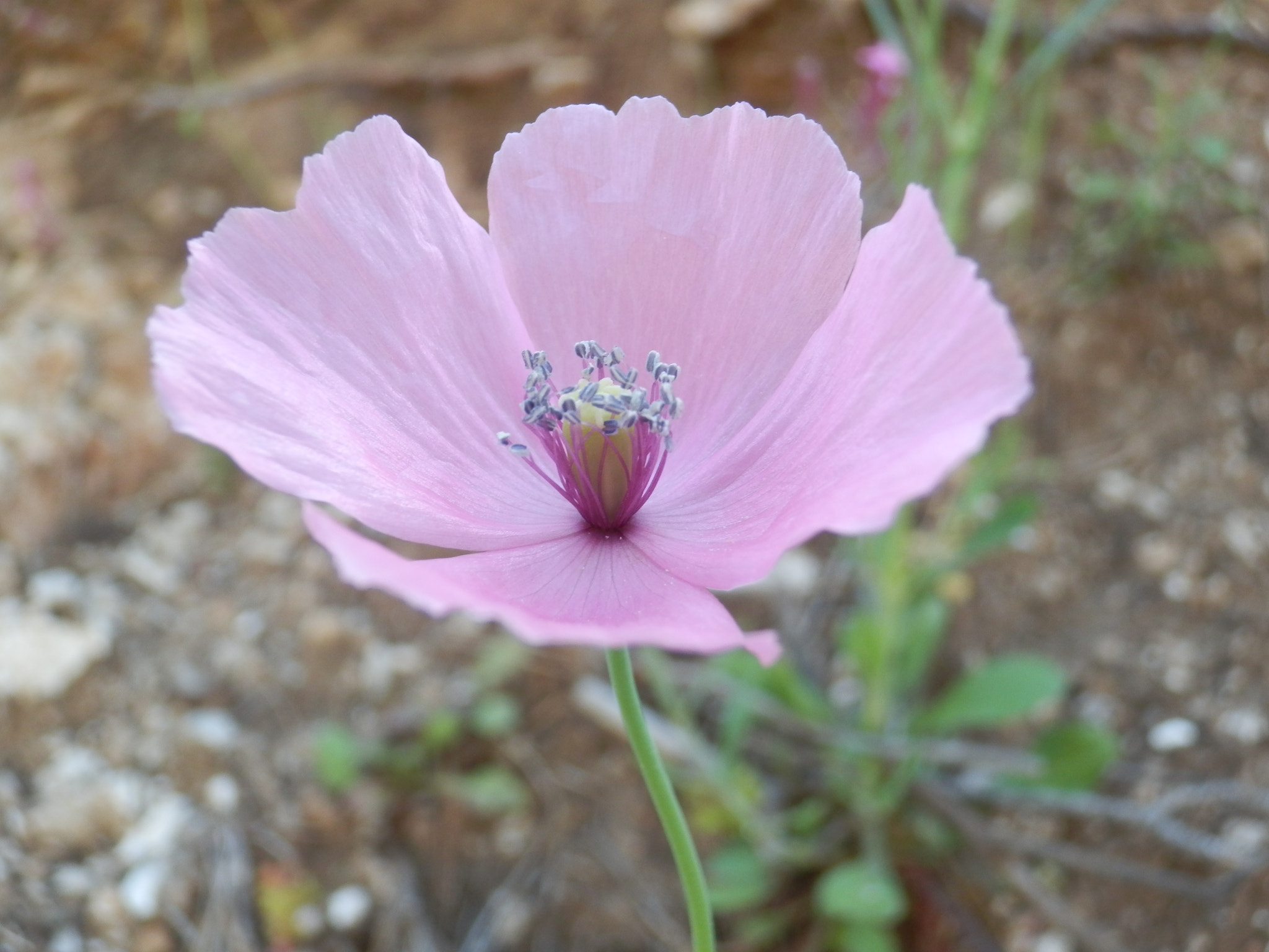 Olympus SH-21 sample photo. Flower photography