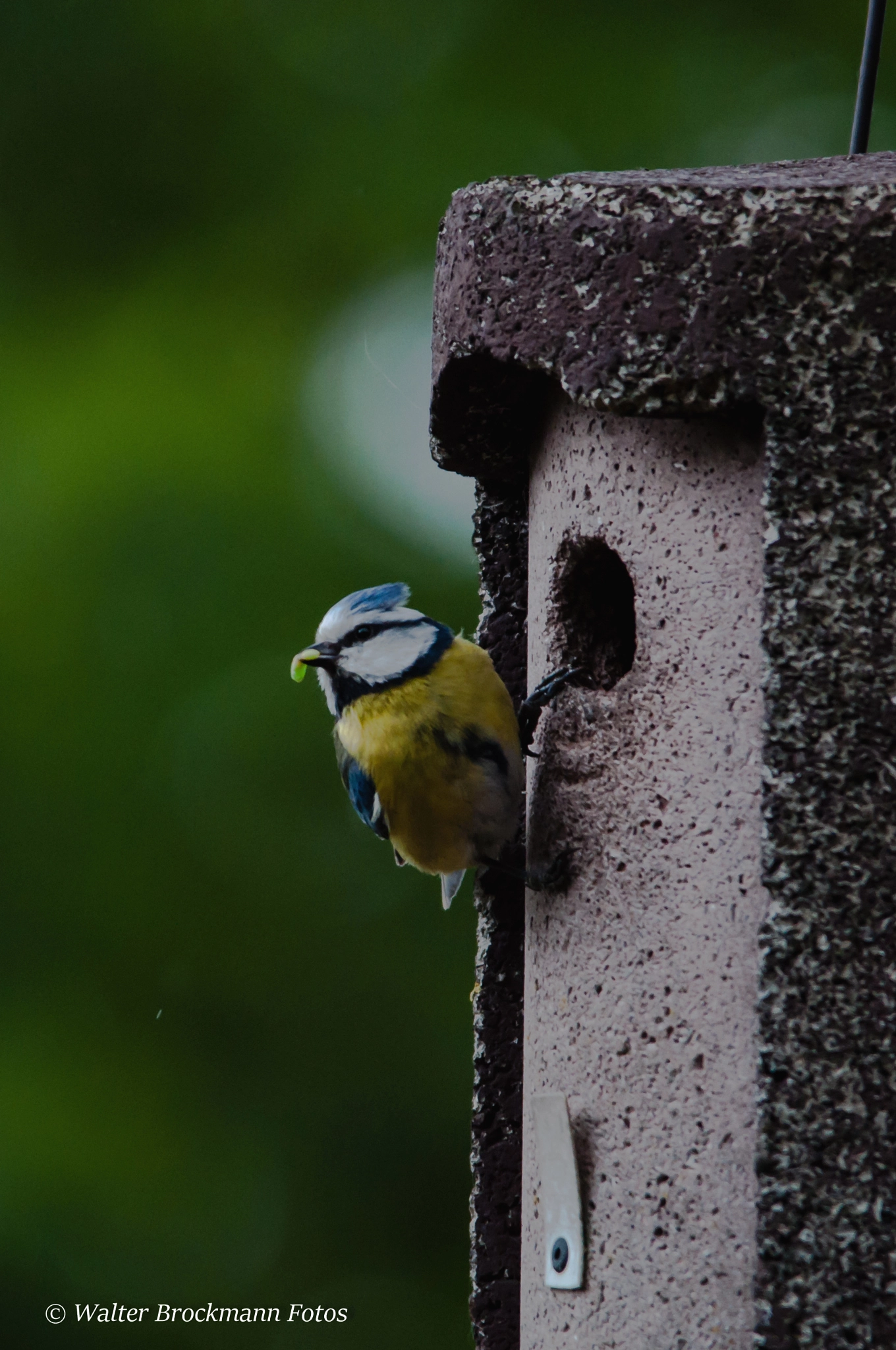 Sigma 150-500mm F5-6.3 DG OS HSM sample photo. Vogel/byrd photography