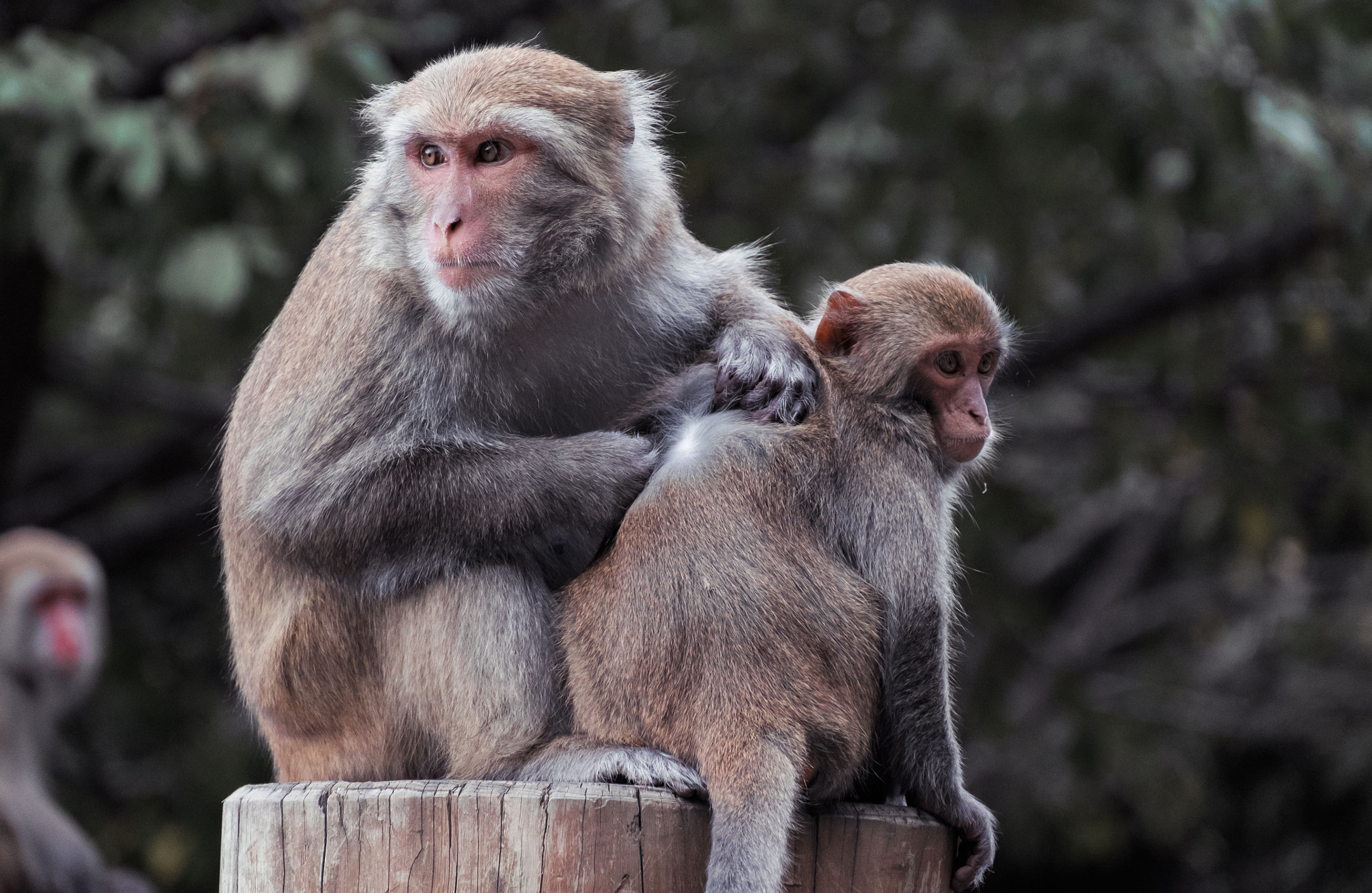 Fujifilm X-T1 + Fujifilm XC 50-230mm F4.5-6.7 OIS II sample photo. Formosan rock macaque(s) photography