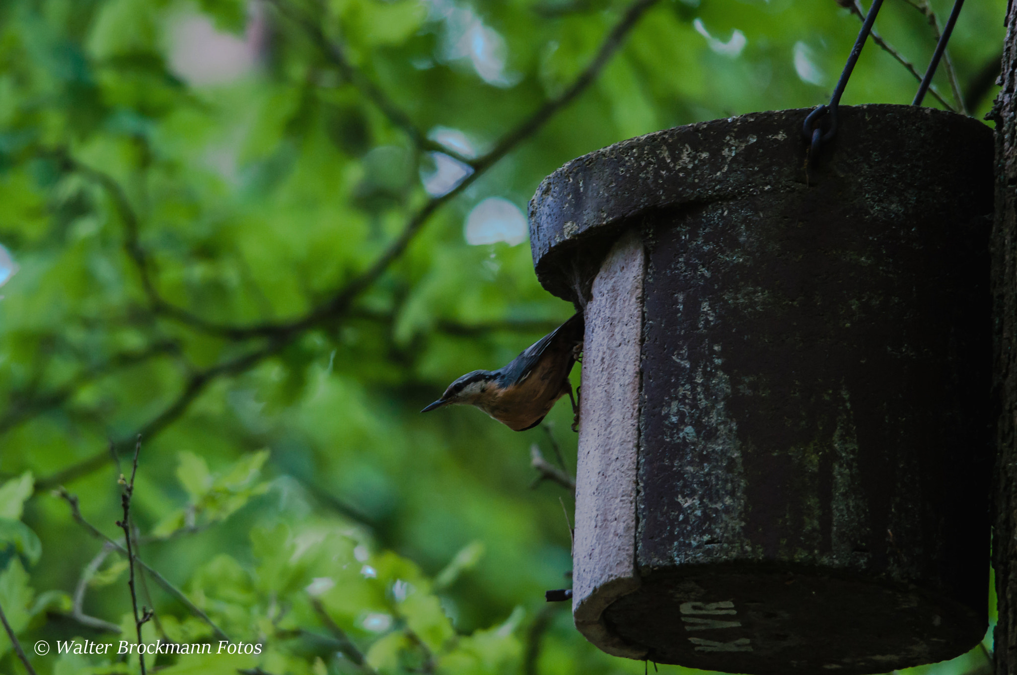 Sigma 150-500mm F5-6.3 DG OS HSM sample photo. Vogel/byrd photography