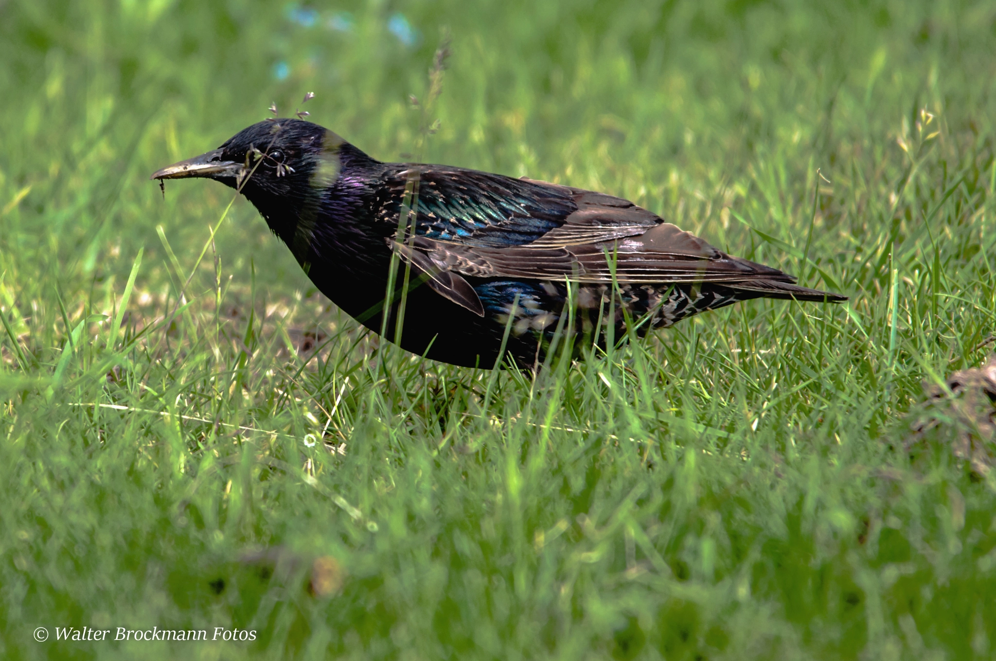 Sigma 150-500mm F5-6.3 DG OS HSM sample photo. Vogel/byrd photography