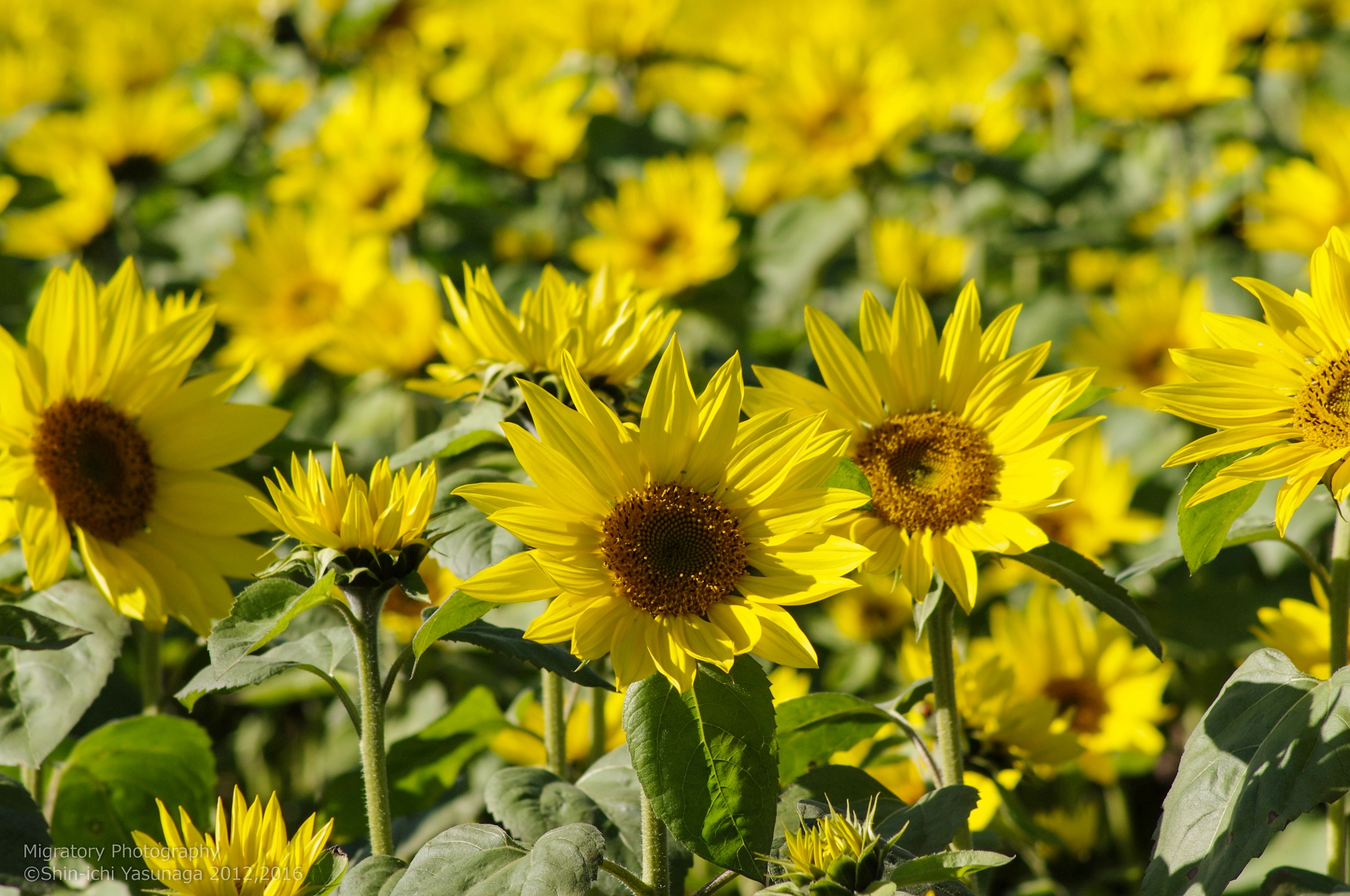 Pentax K-x sample photo. Sunflower in sobetsu town hokkaido,japan. photography