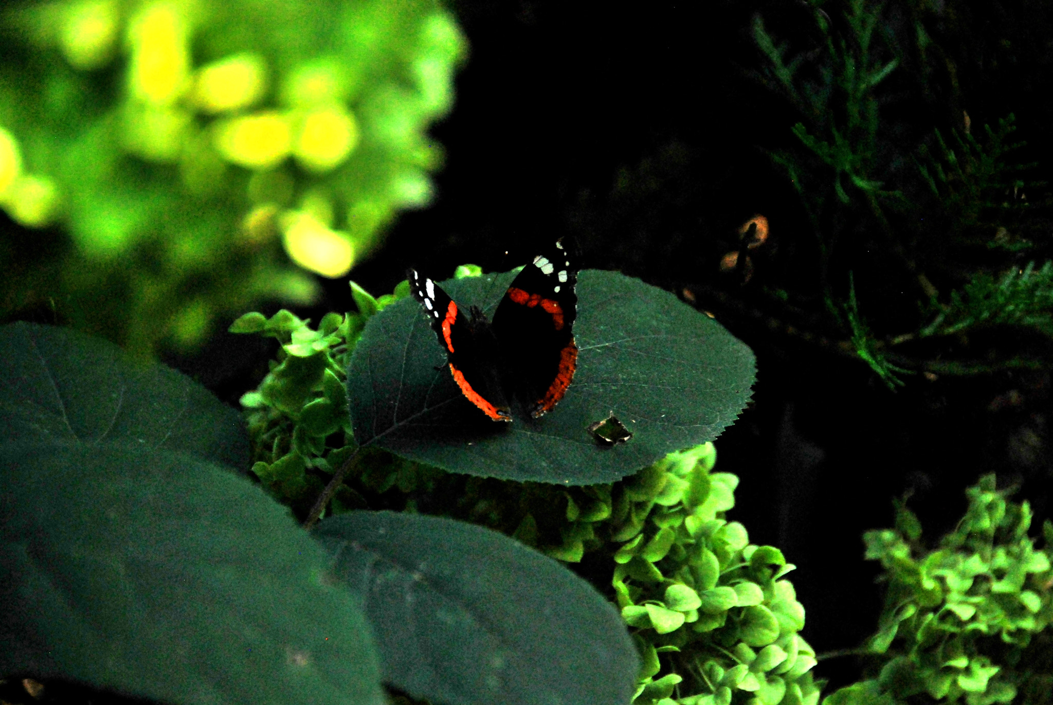 Nikon D60 sample photo. Black beauty photography