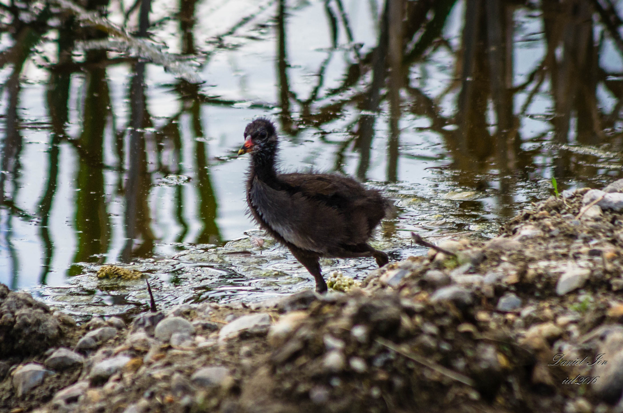 Pentax K-x sample photo. Gallinula chloropus photography