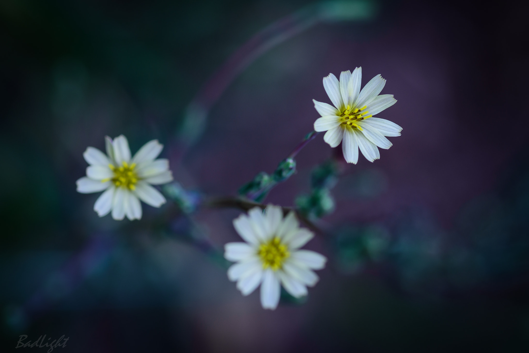 Tokina AT-X Pro 100mm F2.8 Macro sample photo. The chosen one photography