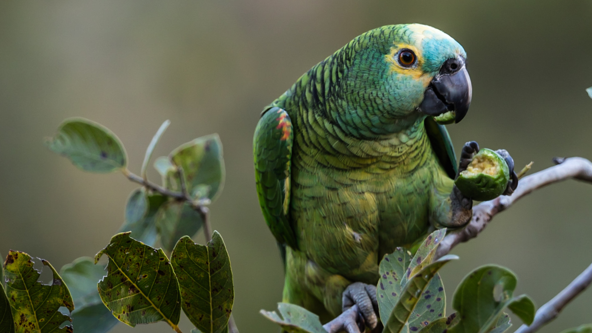 Canon EF 300mm F2.8L IS II USM sample photo. Parrot photography