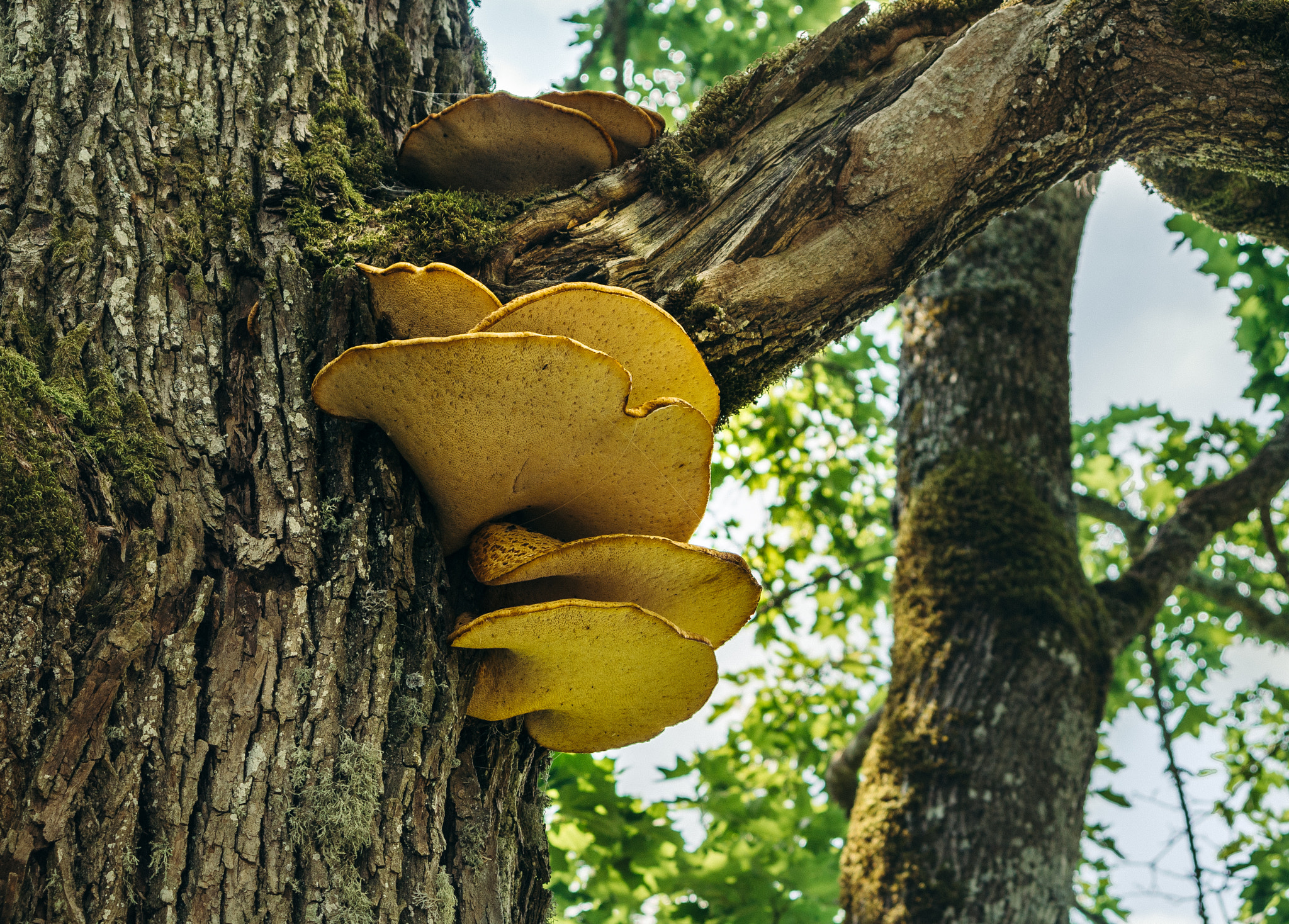 AF Zoom-Nikkor 28-70mm f/3.5-4.5D sample photo. Mushrooms photography