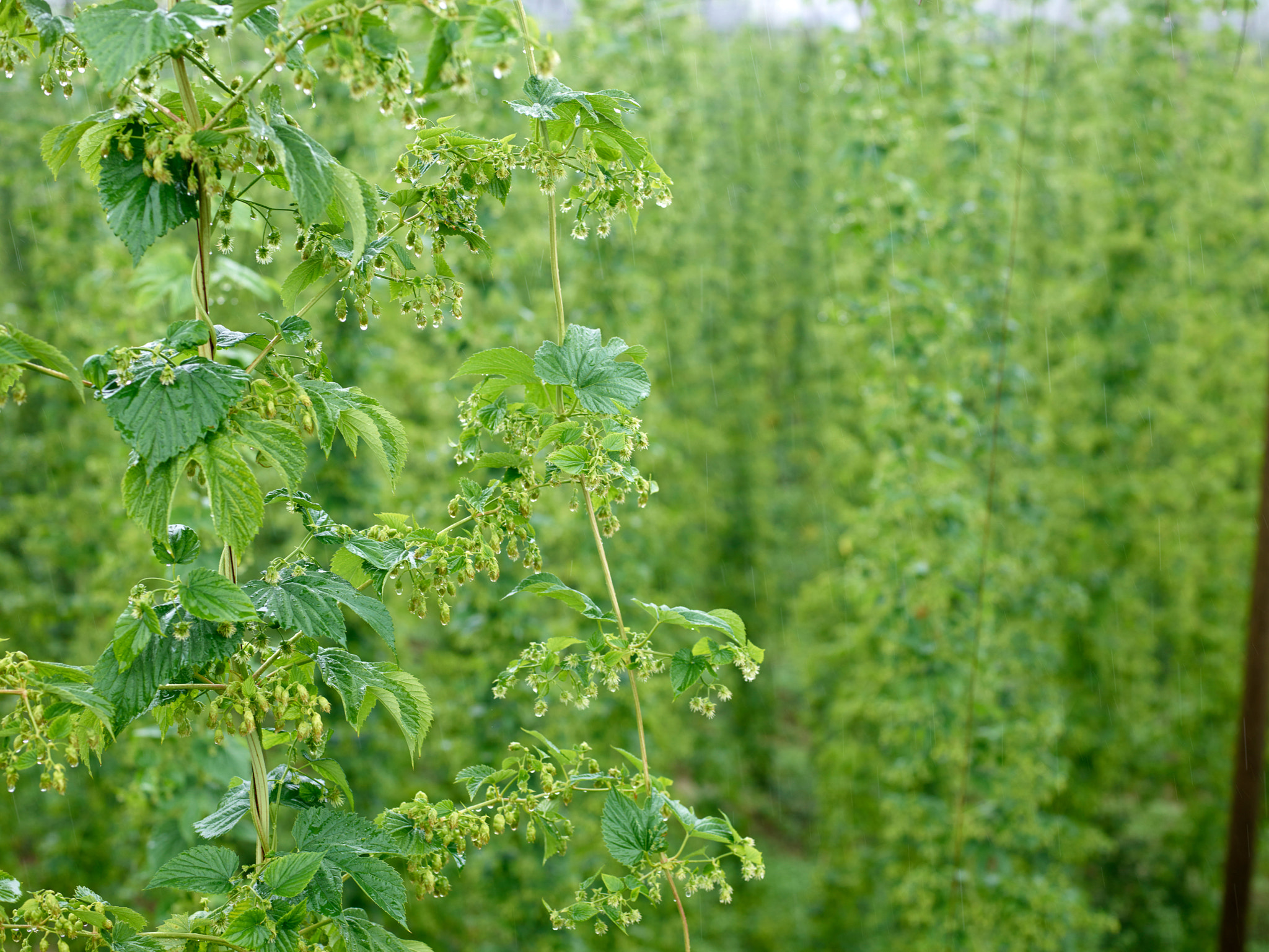 Phase One IQ3 100MP sample photo. Tettnang hops: basic for a wonderful craft beer photography