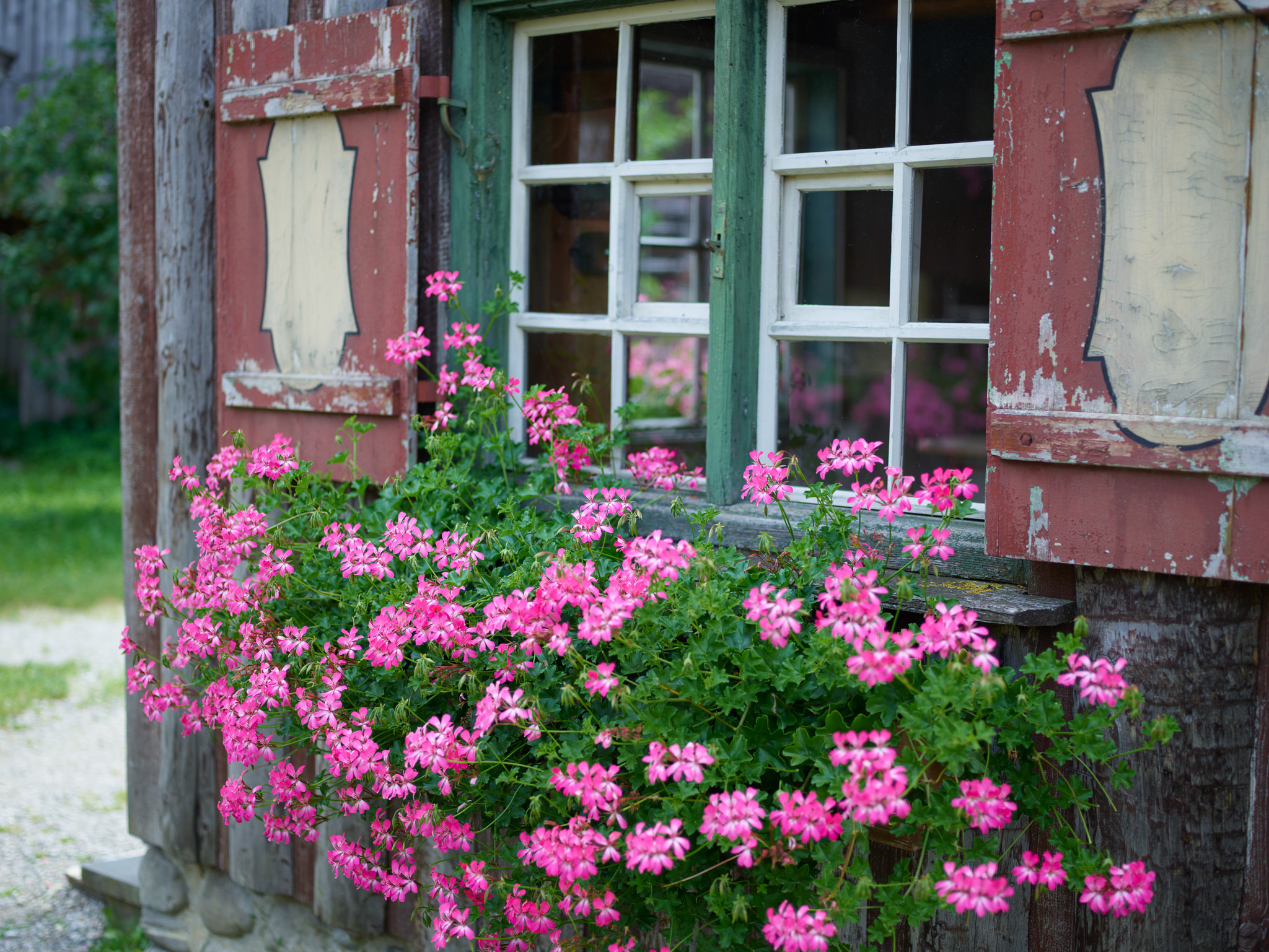 Phase One IQ3 100MP sample photo. Pink flowers and old windows photography