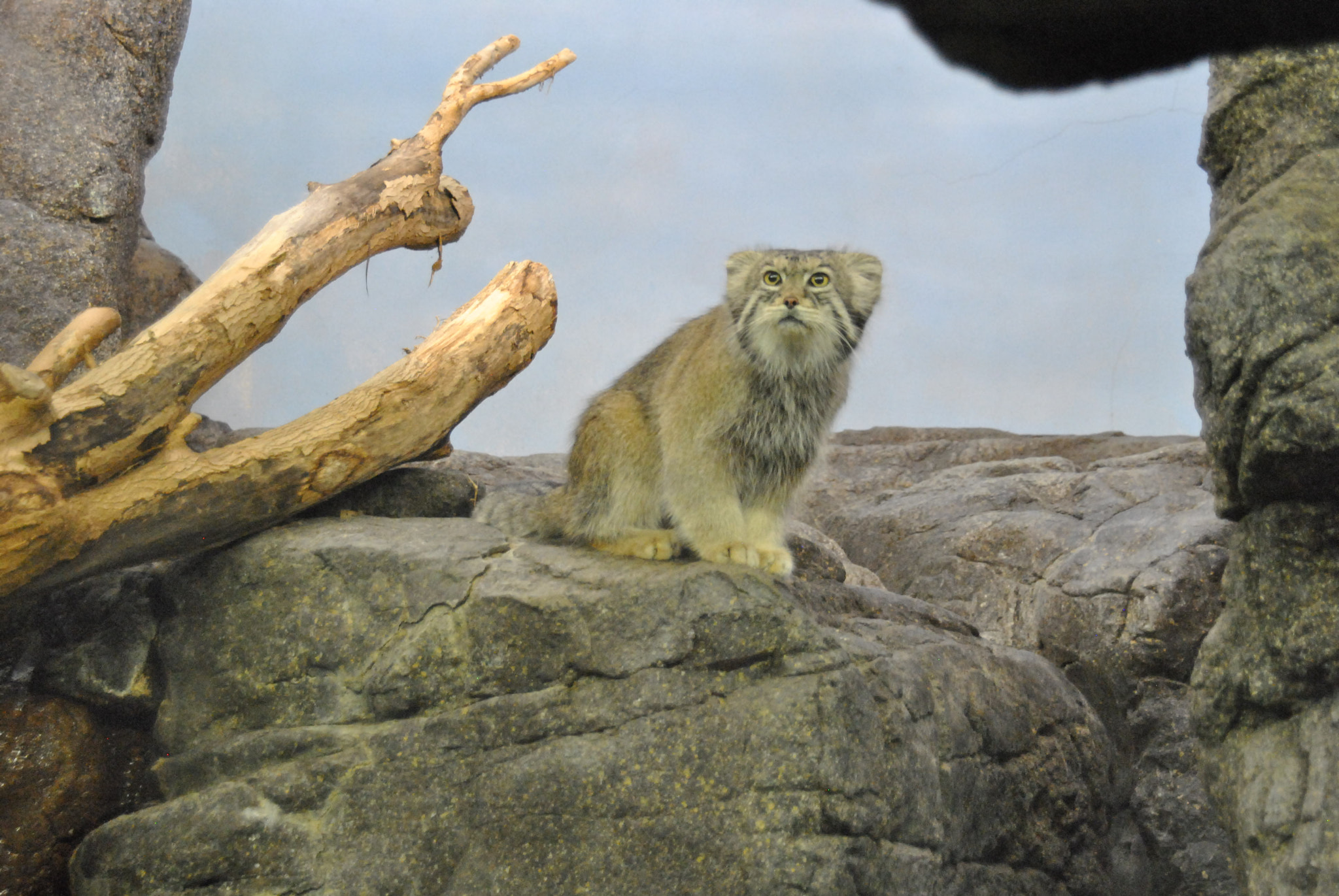 Nikon D3000 sample photo. Day in prospect park zoo photography