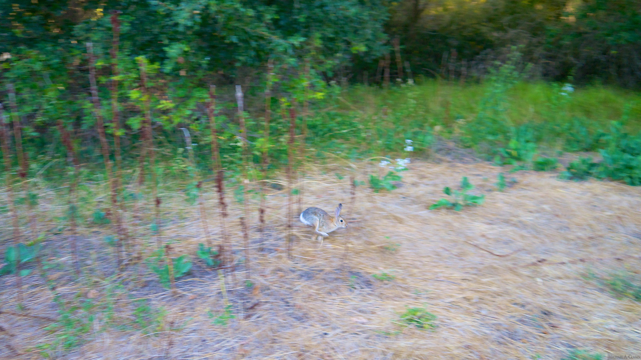 Panasonic Lumix DMC-GX1 sample photo. Rabbit photography