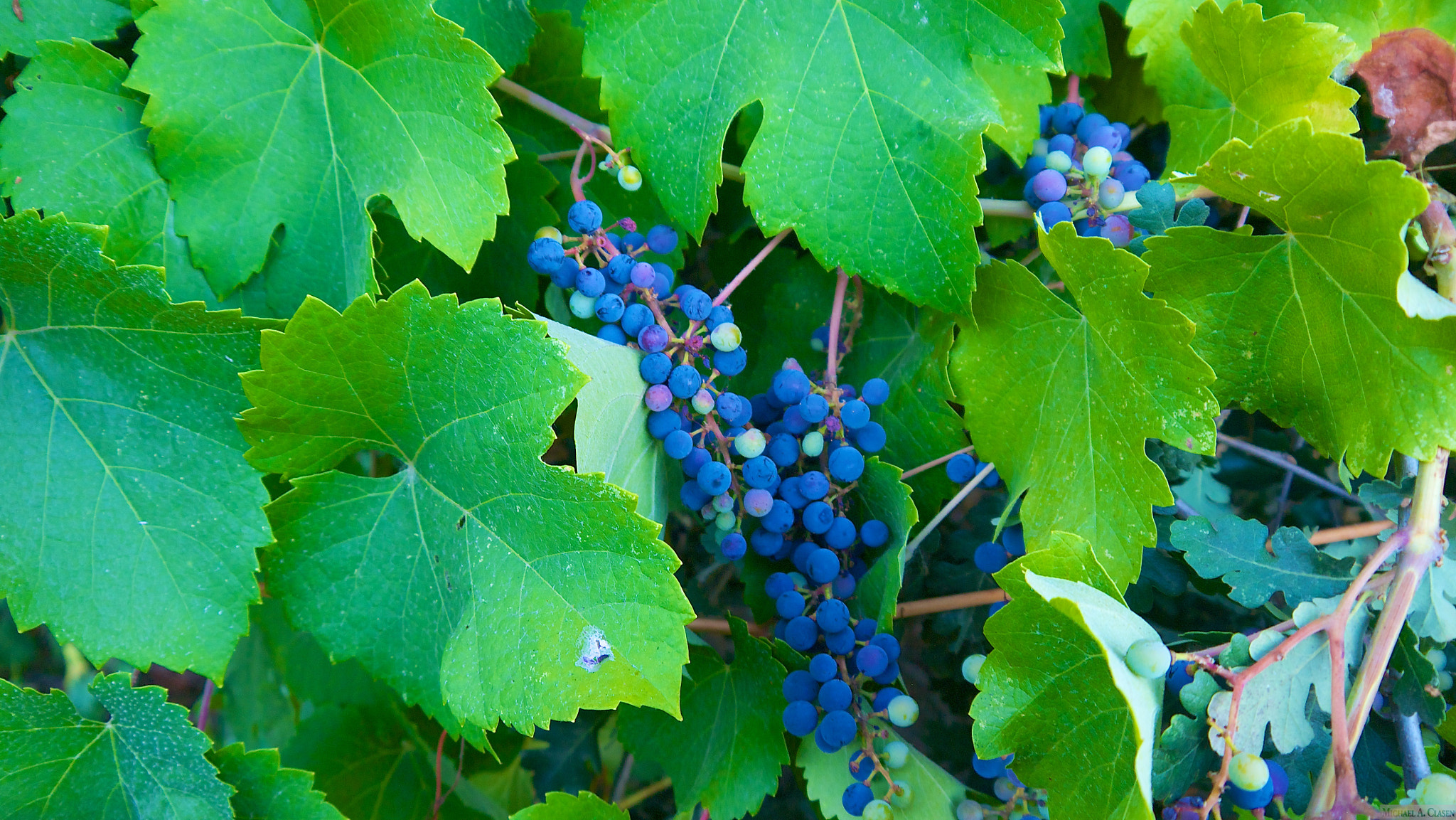 Panasonic Lumix DMC-GX1 sample photo. Wild grapes at consumnes photography