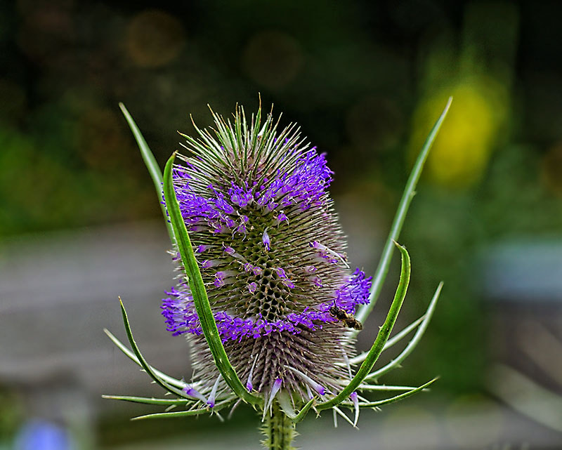 Sony SLT-A77 + Tamron SP AF 90mm F2.8 Di Macro sample photo. Dipsarcus fullonum - blüte -  en flor photography