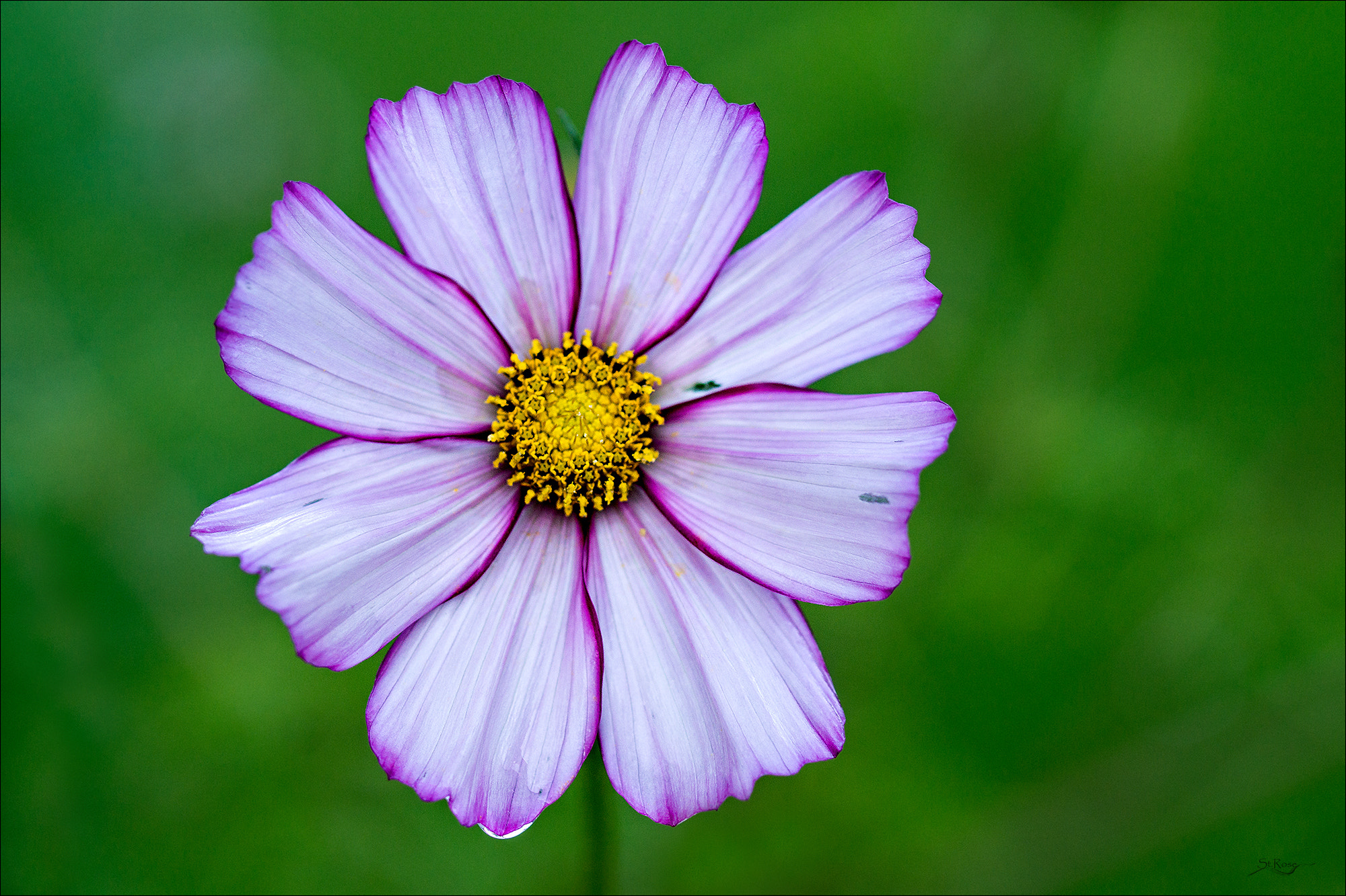 Sony SLT-A77 + 90mm F2.8 Macro SSM sample photo. Just a flower photography