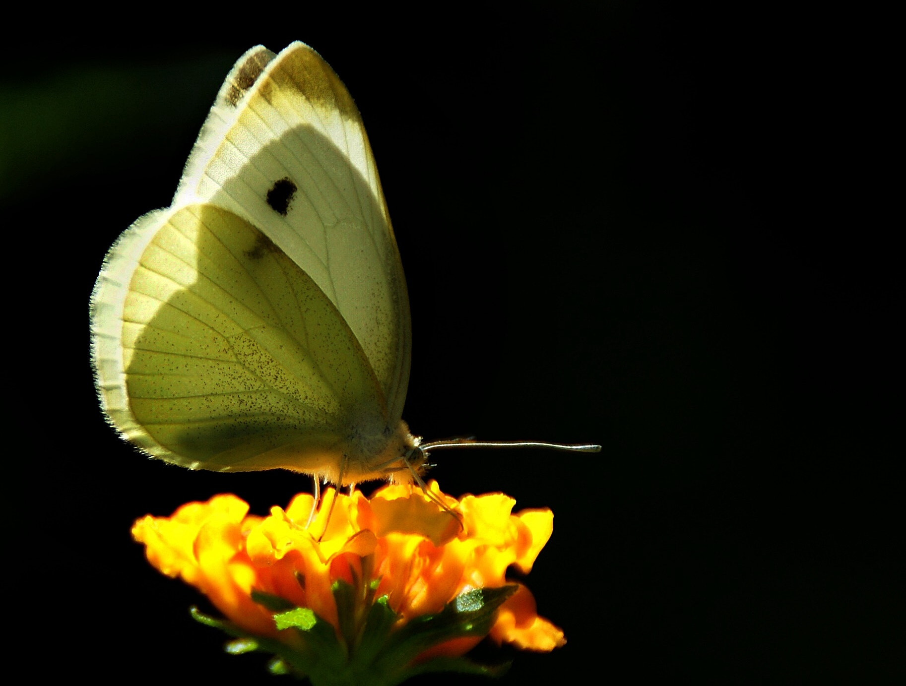 Sony Alpha DSLR-A290 sample photo