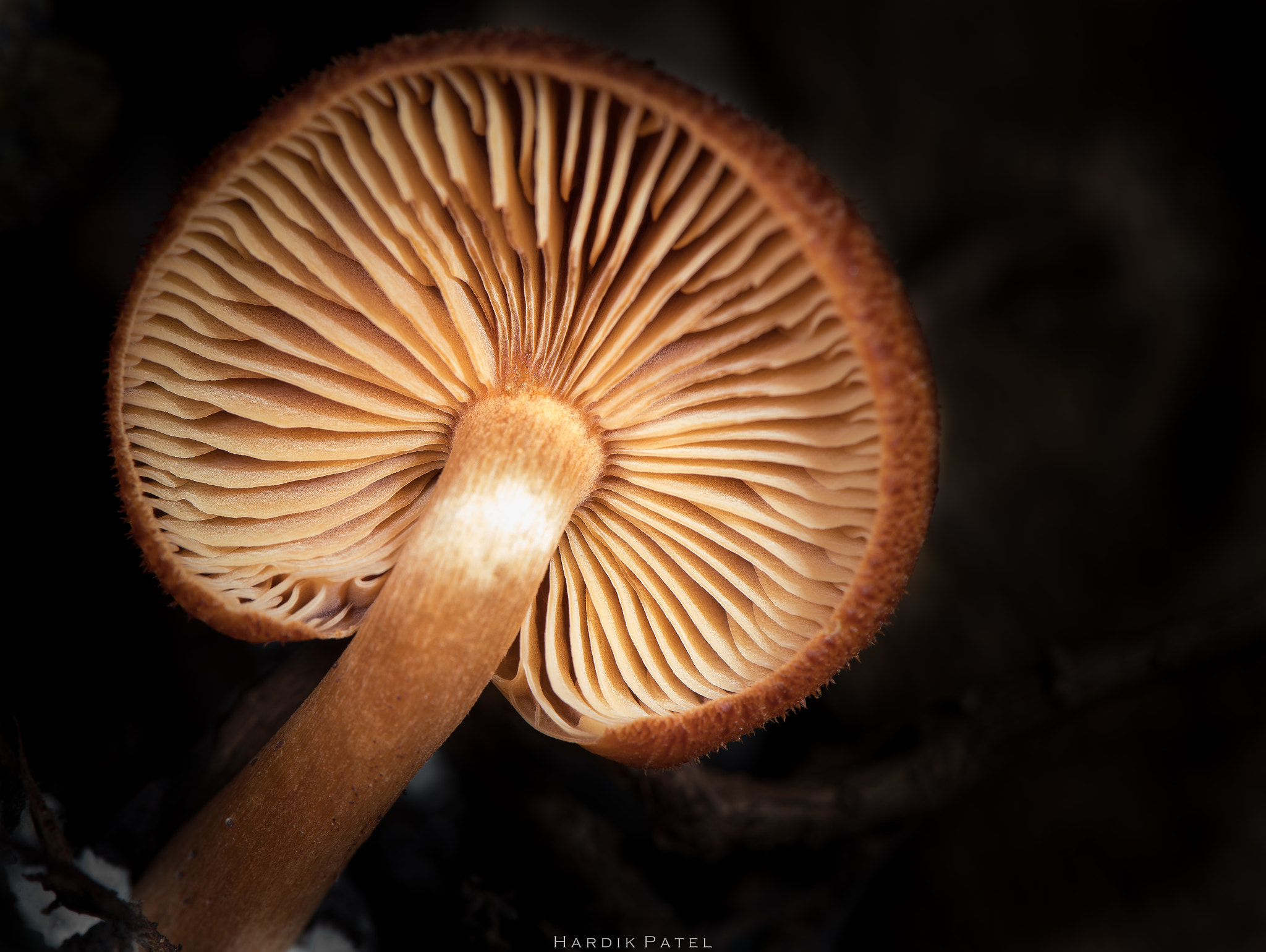 Nikon D5 sample photo. Mushroom... photography