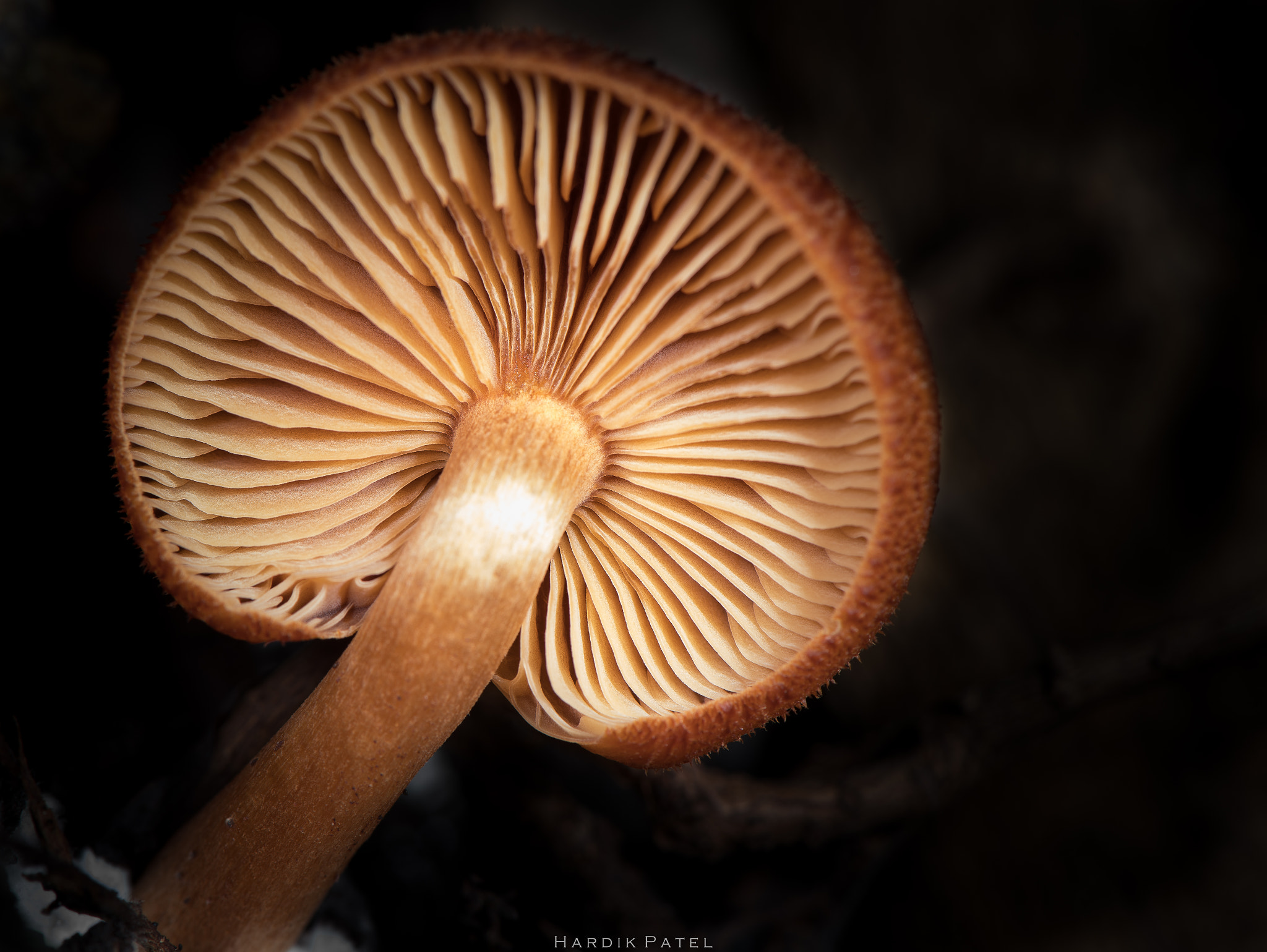 Nikon D5 sample photo. Mushroom... photography