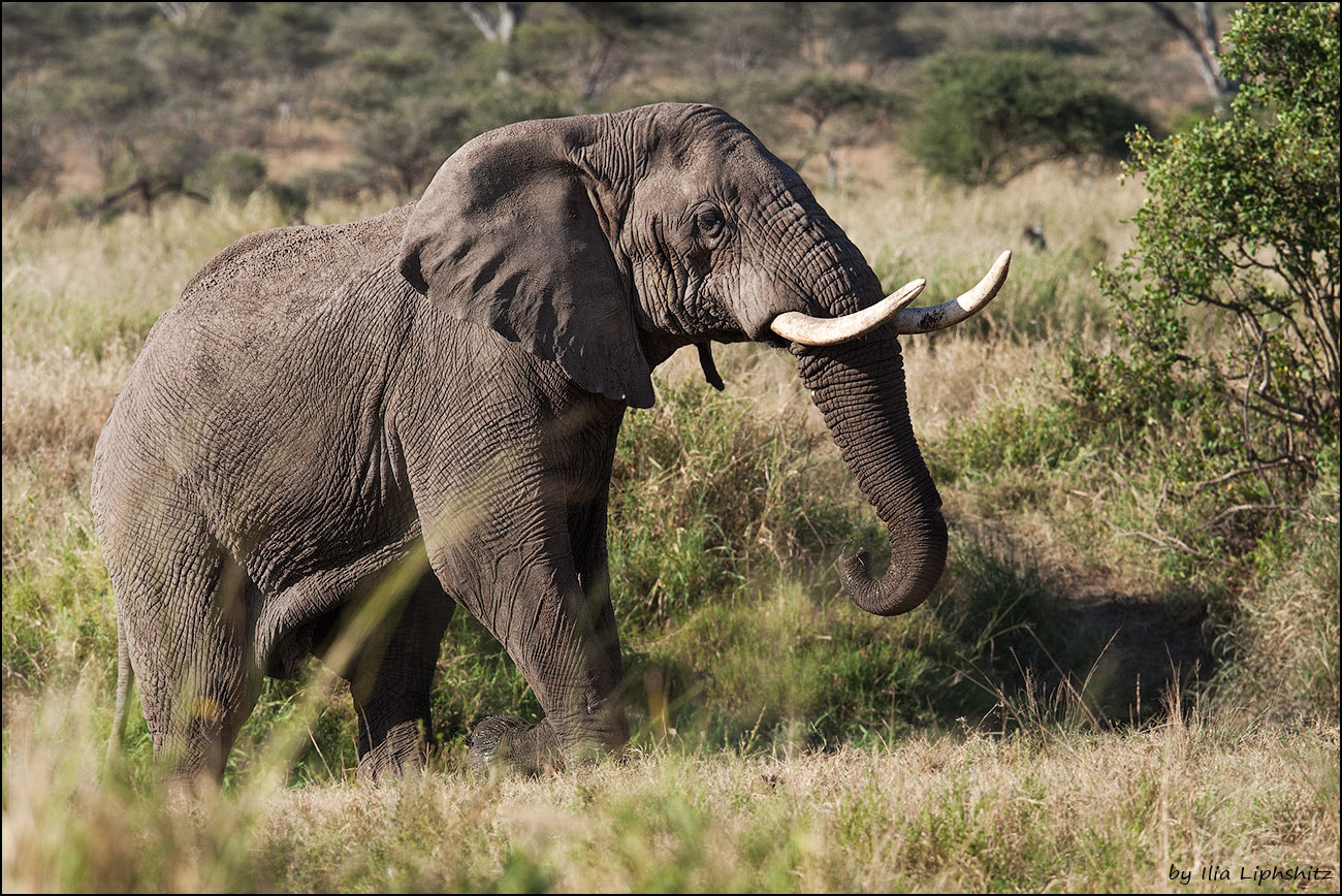 Canon EOS-1D Mark III + Canon EF 300mm F2.8L IS USM sample photo. Elephants of serengeti №6 photography