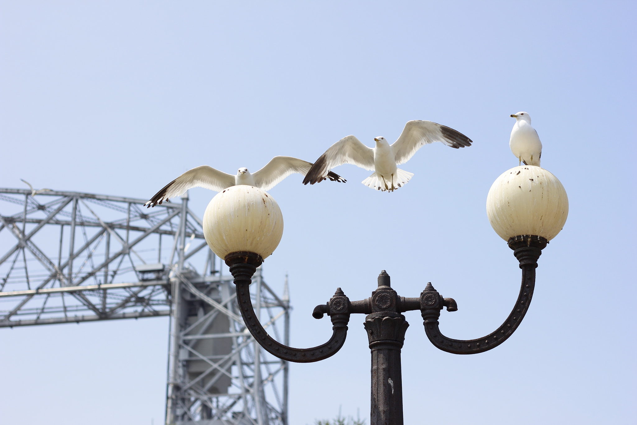 Canon EF 50mm F1.8 II sample photo. Duluth seagulls photography