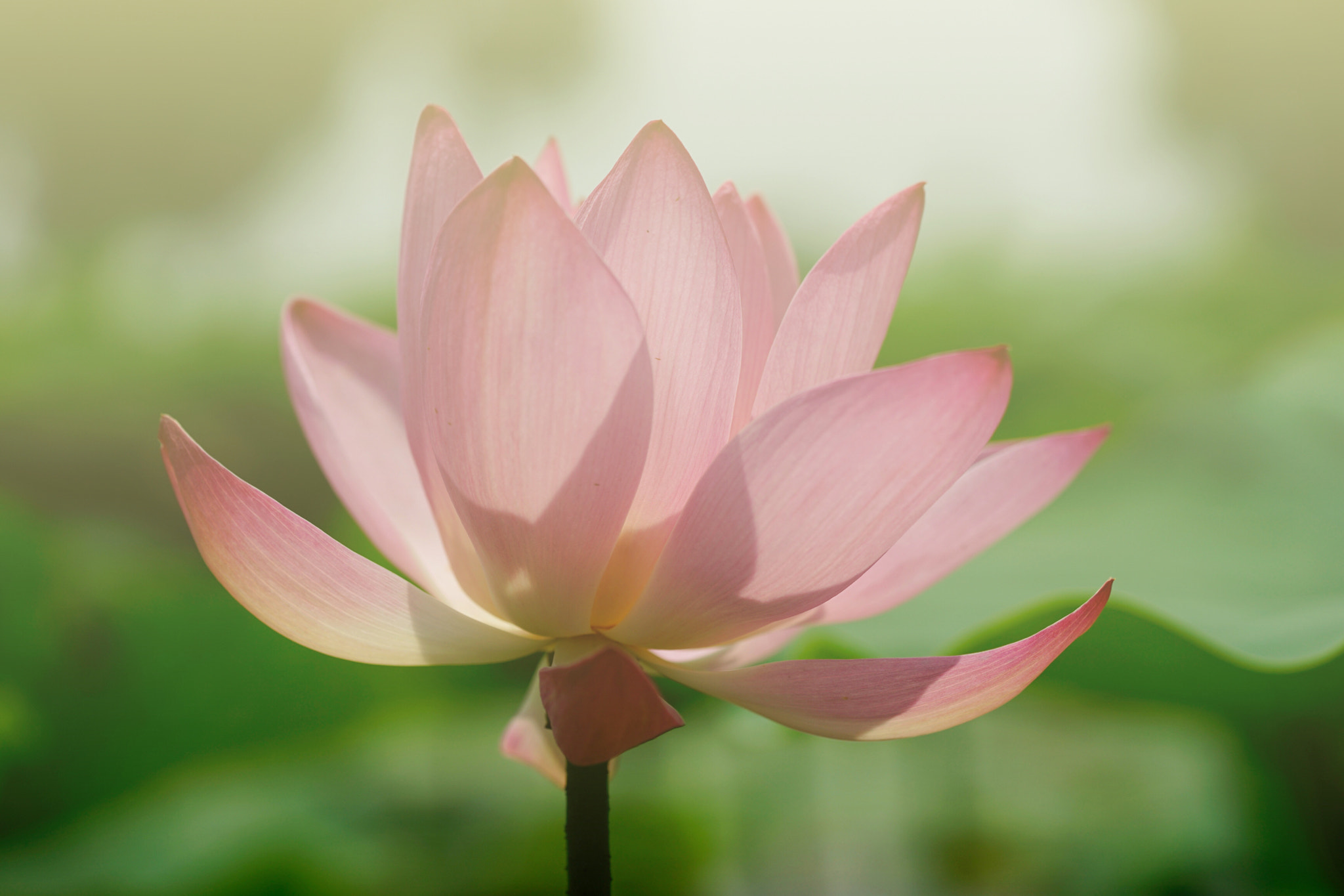 Sony a7 II + Sony FE 90mm F2.8 Macro G OSS sample photo. 光之恋 photography