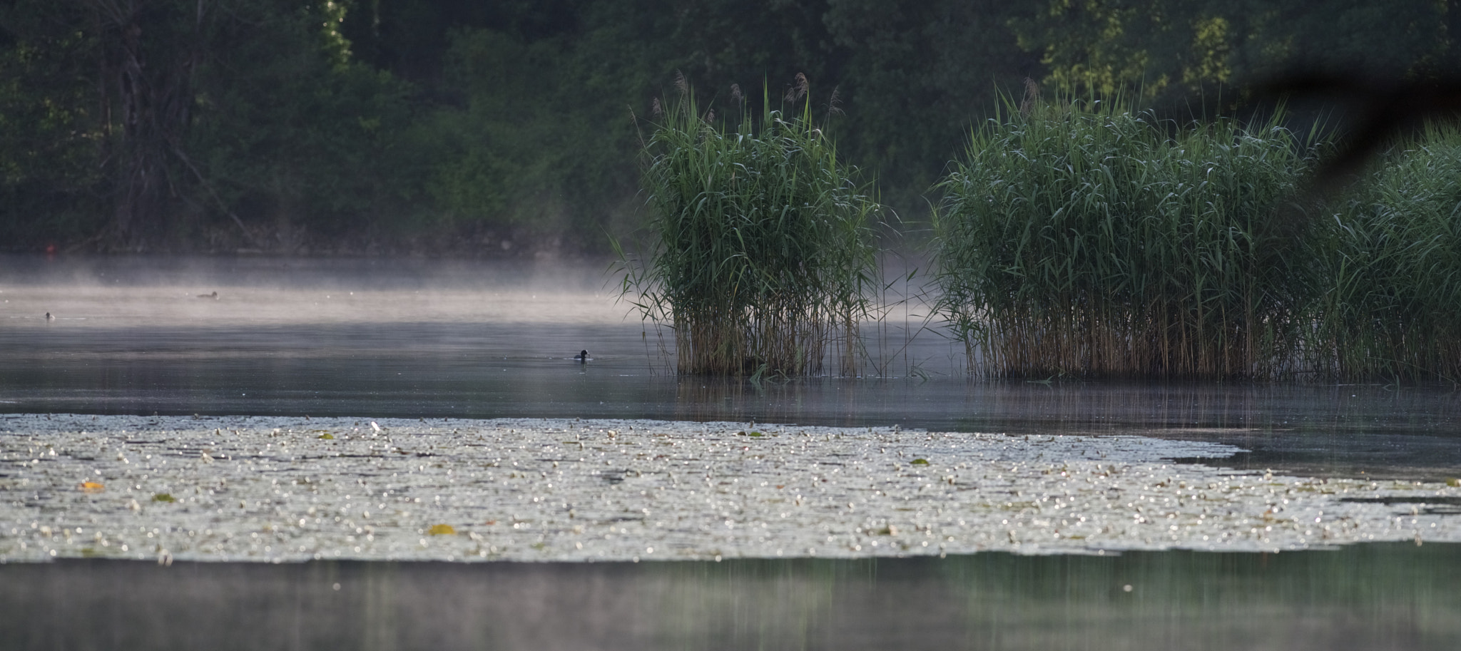 Nikon AF-S Nikkor 300mm F2.8G ED-IF VR sample photo. The enchanted lake photography