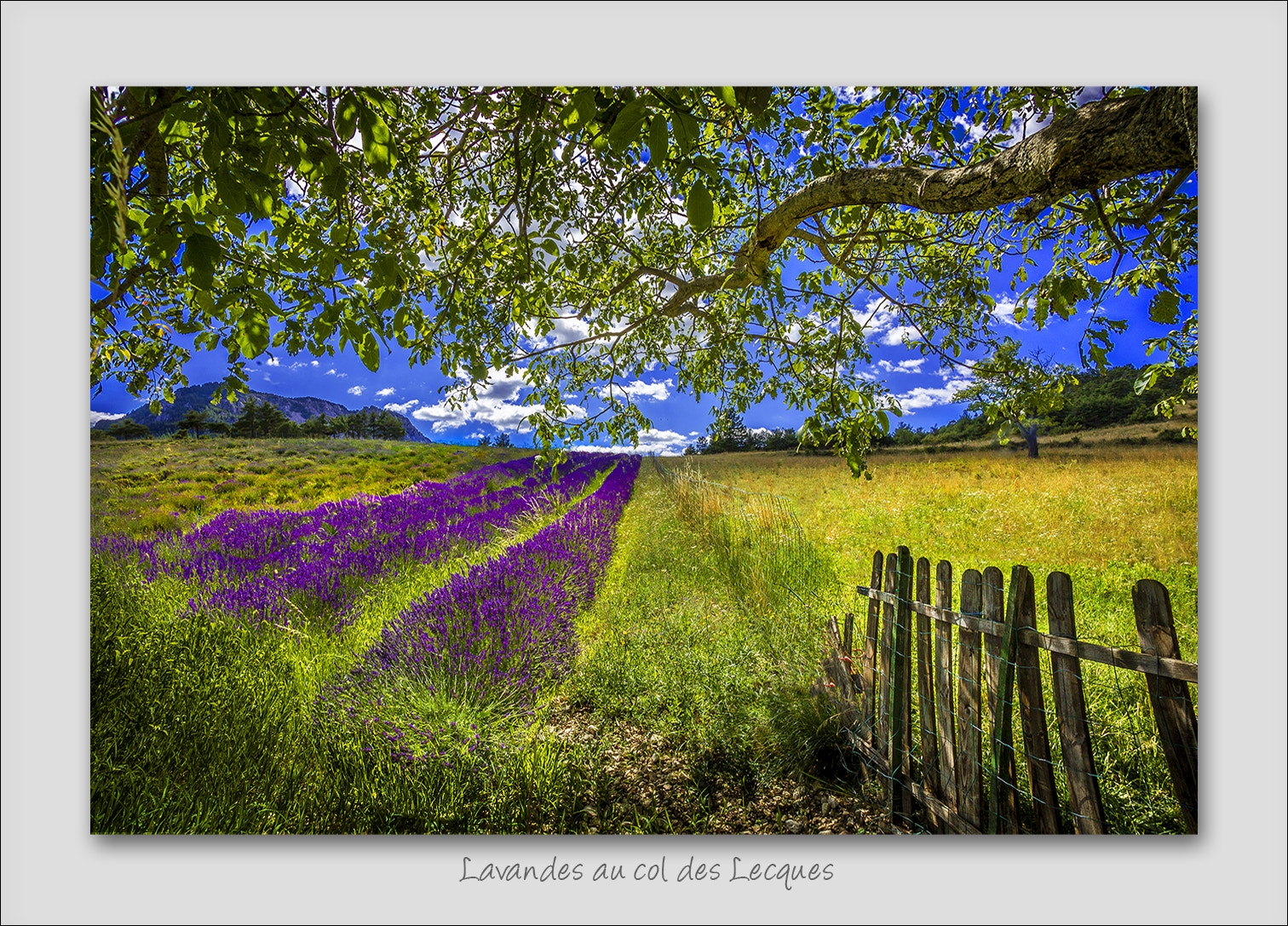 Canon EF 15mm F2.8 Fisheye sample photo. Lavande photography