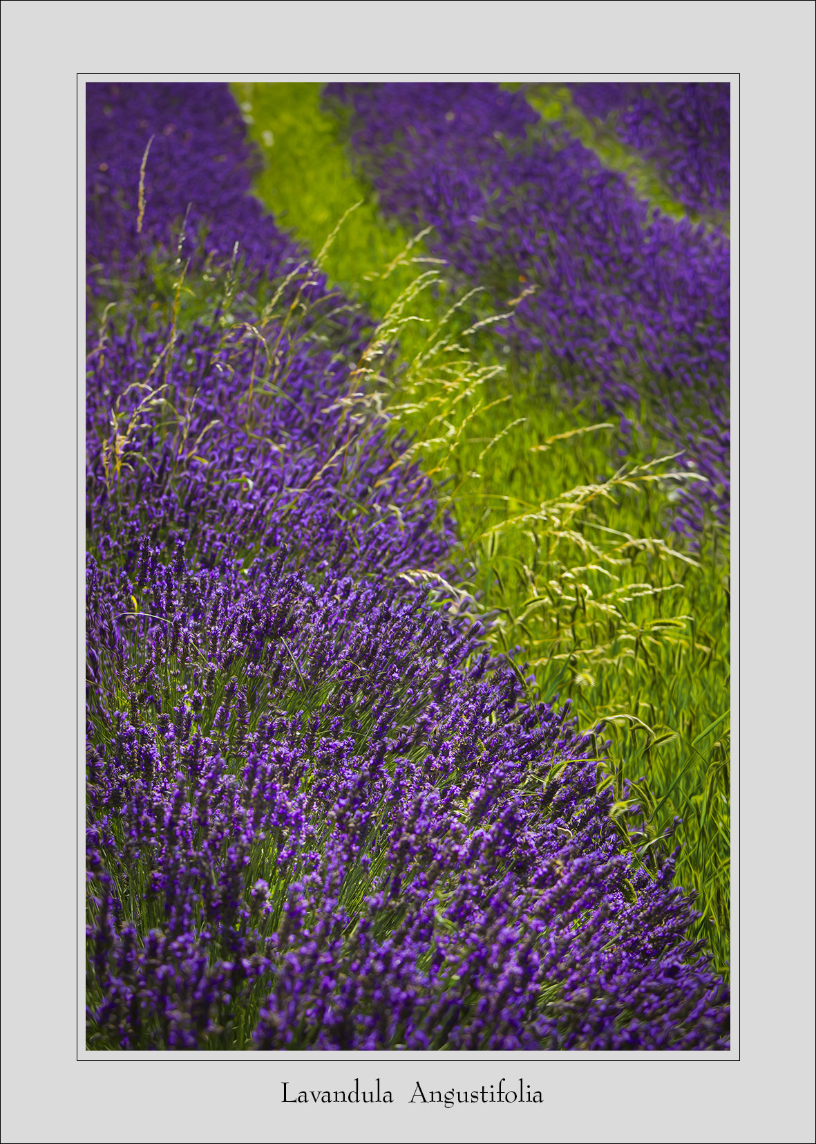 Canon EOS-1D Mark IV sample photo. Lavande photography