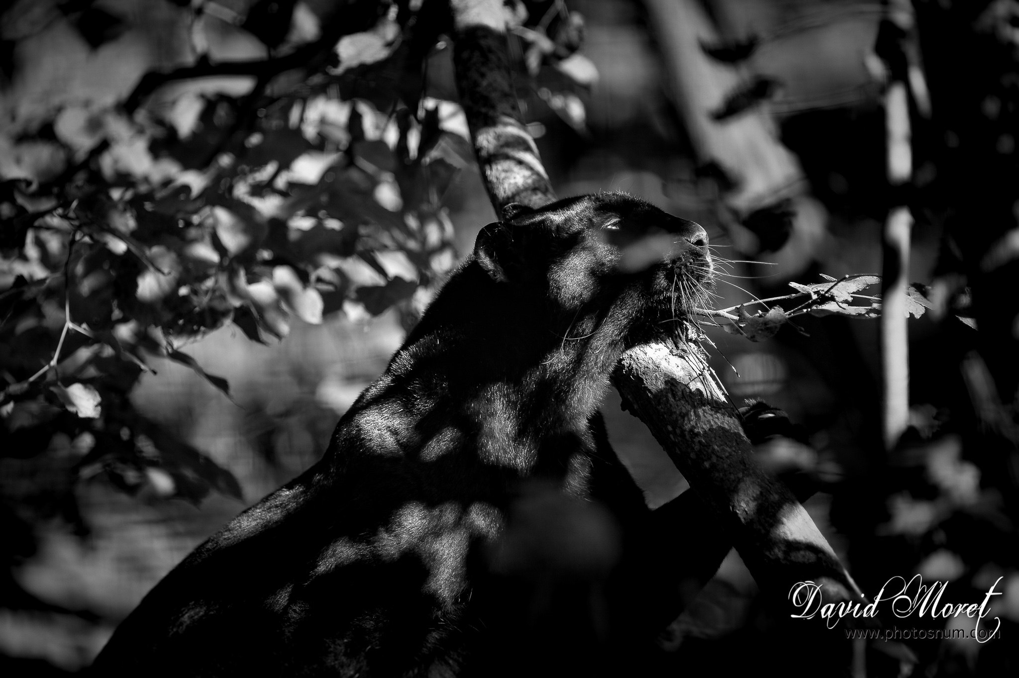 Nikon AF-S Nikkor 300mm F2.8G ED VR II sample photo. Panthère noire photography