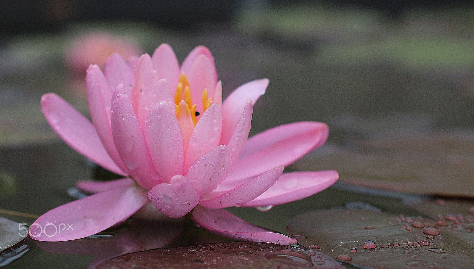 Sigma 50mm F1.4 EX DG HSM sample photo. Seerose photography