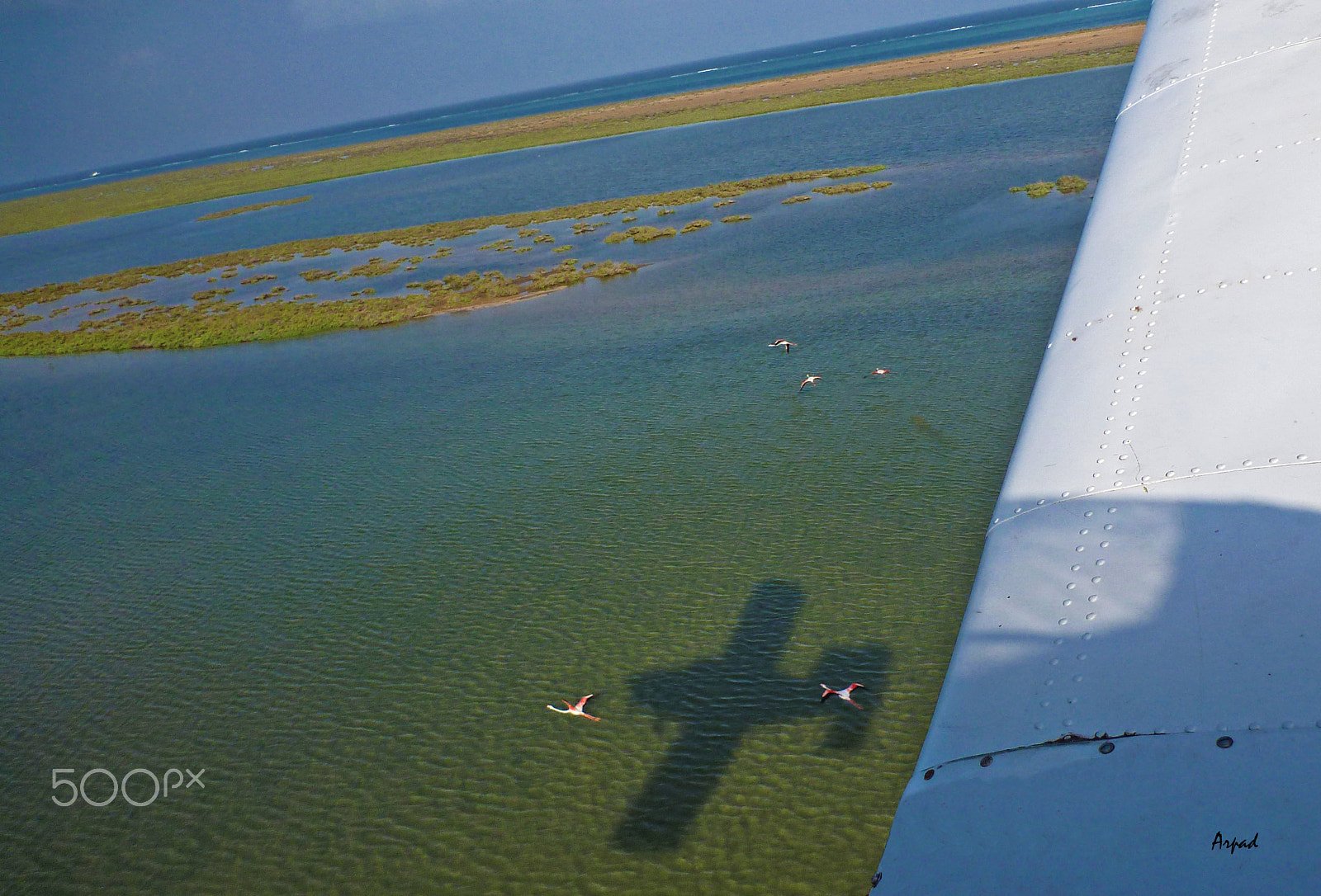 Panasonic DMC-FT3 sample photo. Flying with flamingos photography