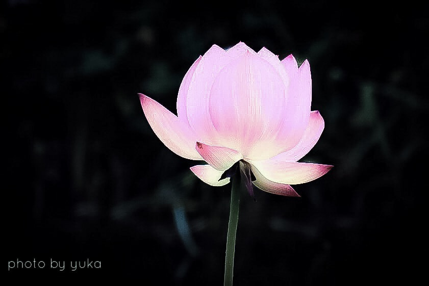 Canon EF-S 55-250mm F4-5.6 IS sample photo. Flower of a lotus photography