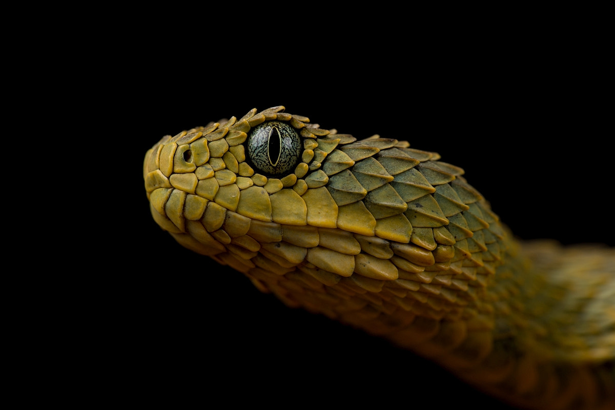 Nikon D5 sample photo. Atheris squamigera photography