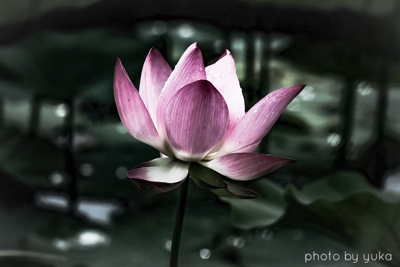 Canon EOS 750D (EOS Rebel T6i / EOS Kiss X8i) + Canon EF-S 55-250mm F4-5.6 IS sample photo. Flower of a lotus photography