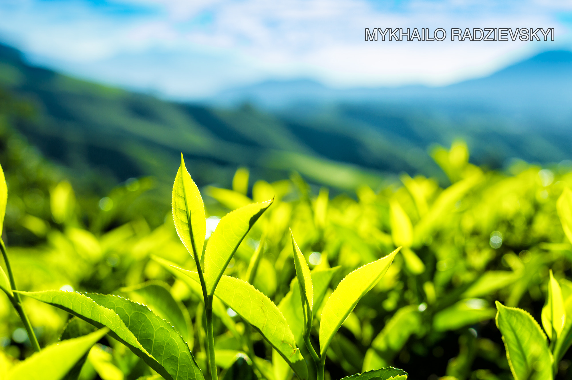 Nikon D3200 + Sigma 35mm F1.4 DG HSM Art sample photo. Tea on plantation in cameron highlands, malaysia photography