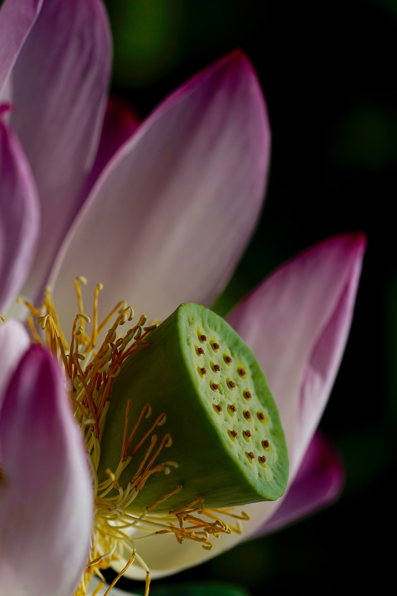 Sony a7 II + Sony FE 90mm F2.8 Macro G OSS sample photo. 繁衍 photography