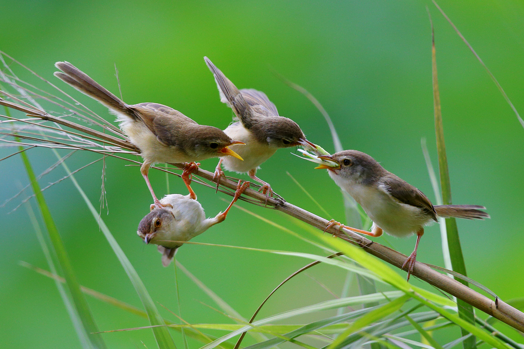 Canon EF 300mm F2.8L IS II USM sample photo. Competition between the brothers photography