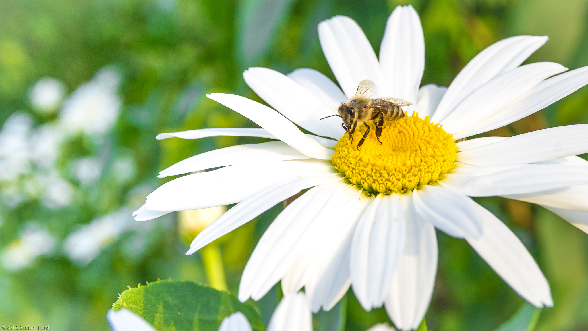 Pentax smc DA* 16-50mm F2.8 ED AL (IF) SDM sample photo. Biene auf blume photography