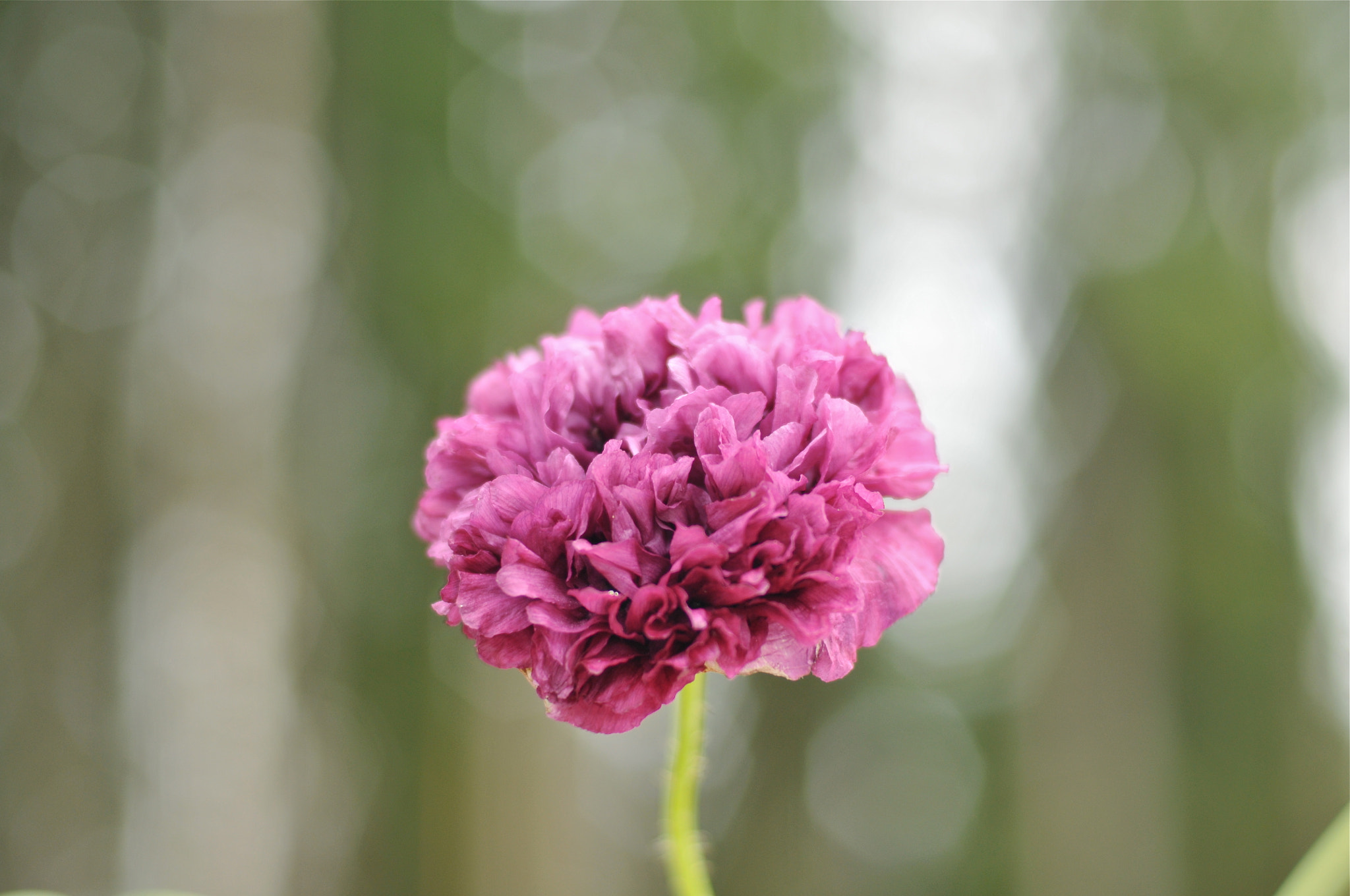 Nikon D300S + Nikon AF Nikkor 50mm F1.4D sample photo. Flower photography