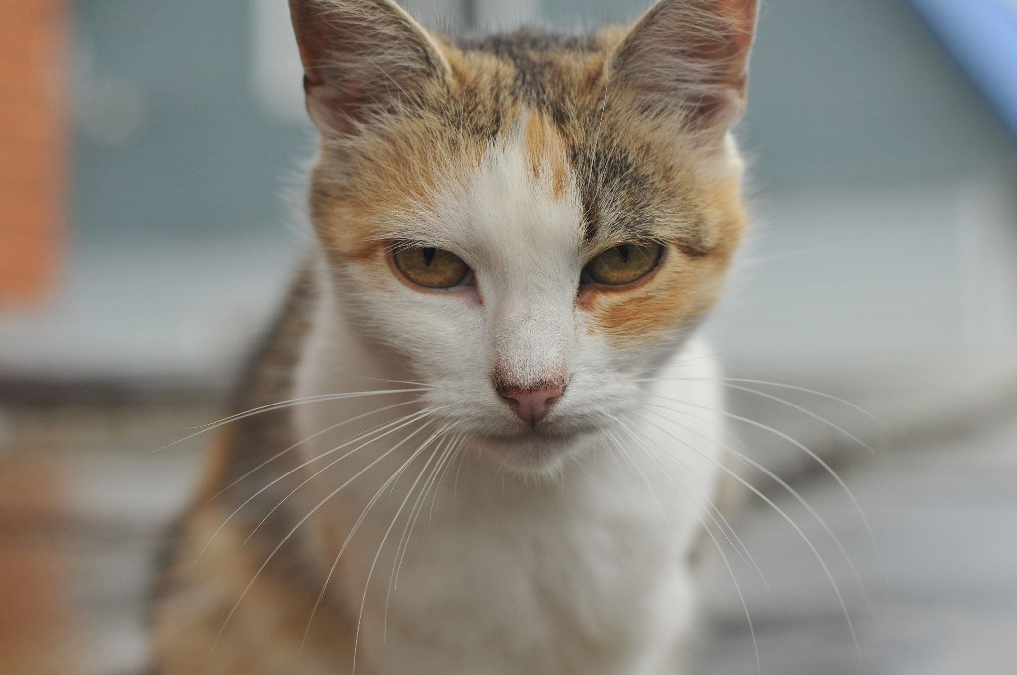 Nikon D300S + Nikon AF Nikkor 50mm F1.4D sample photo. Cat photography