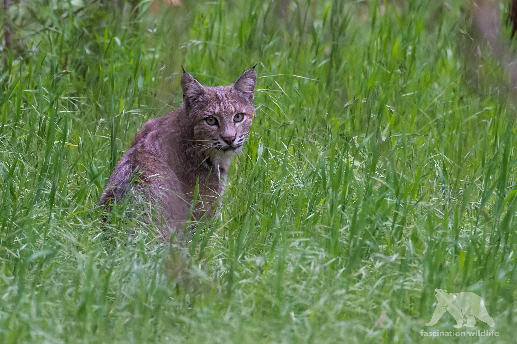 Nikon D4S sample photo. Wild bobcat photography