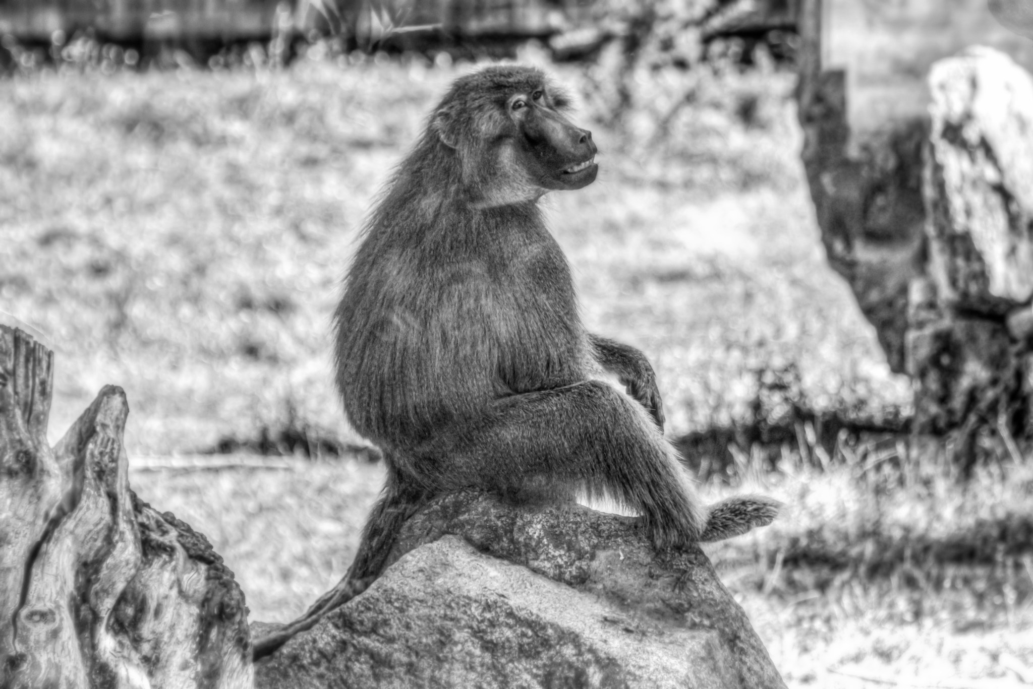 Sigma 70-300mm F4-5.6 APO Macro Super II sample photo. Oh, brother! photography
