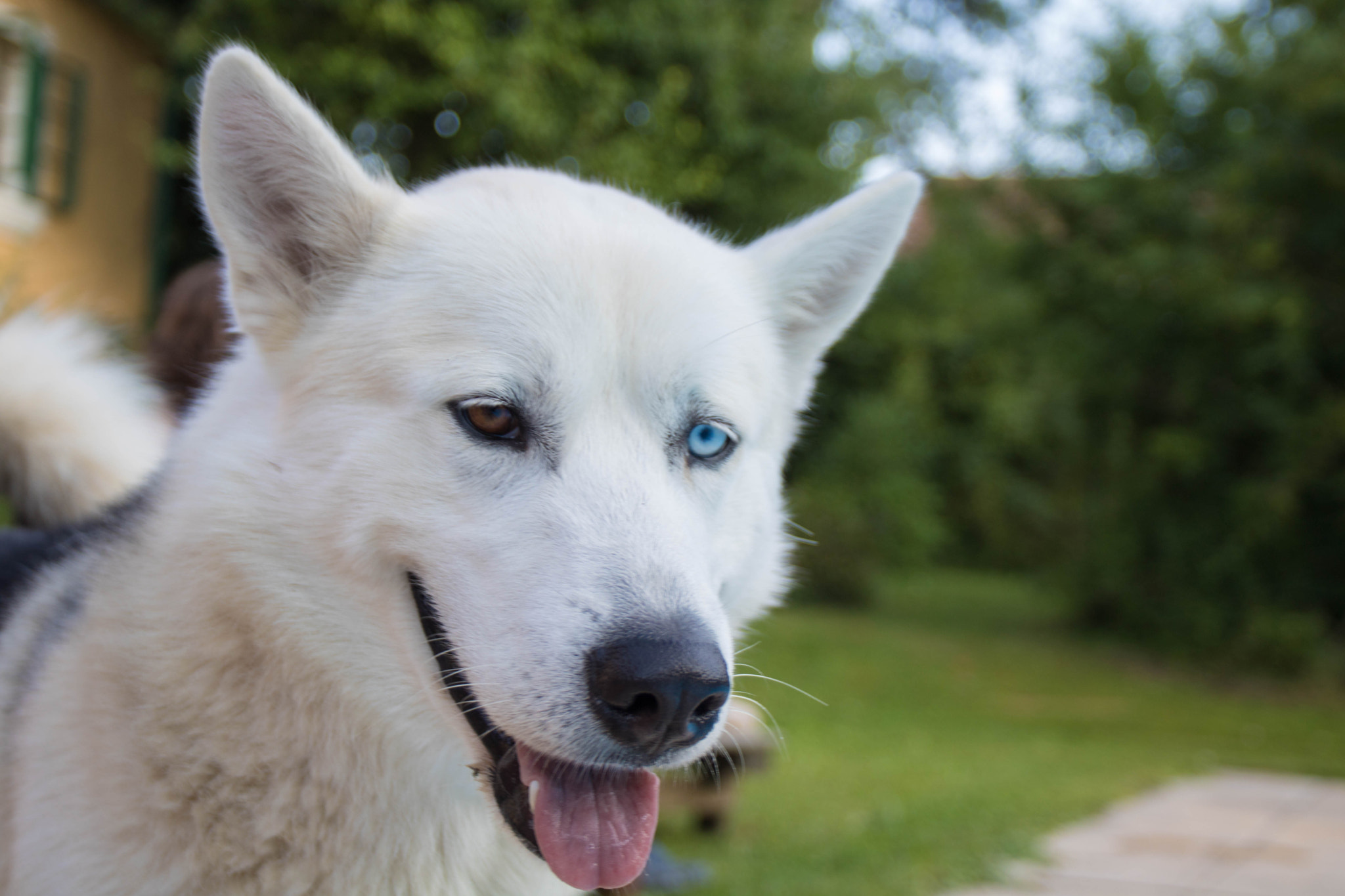 Canon EOS 750D (EOS Rebel T6i / EOS Kiss X8i) + Canon EF 17-40mm F4L USM sample photo. Beautiful husky photography