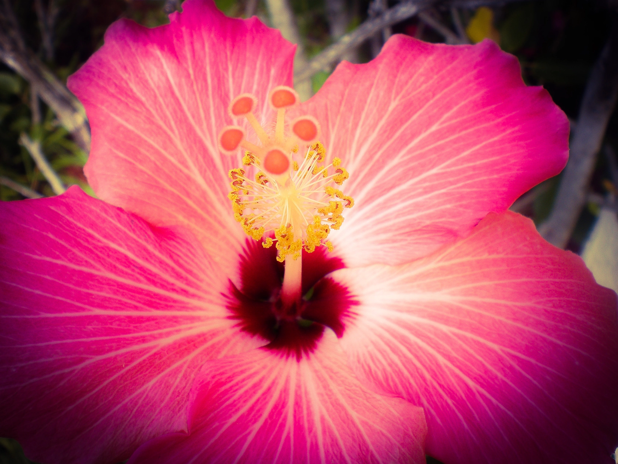 Olympus FE280,X820,C520 sample photo. Florida bloom photography