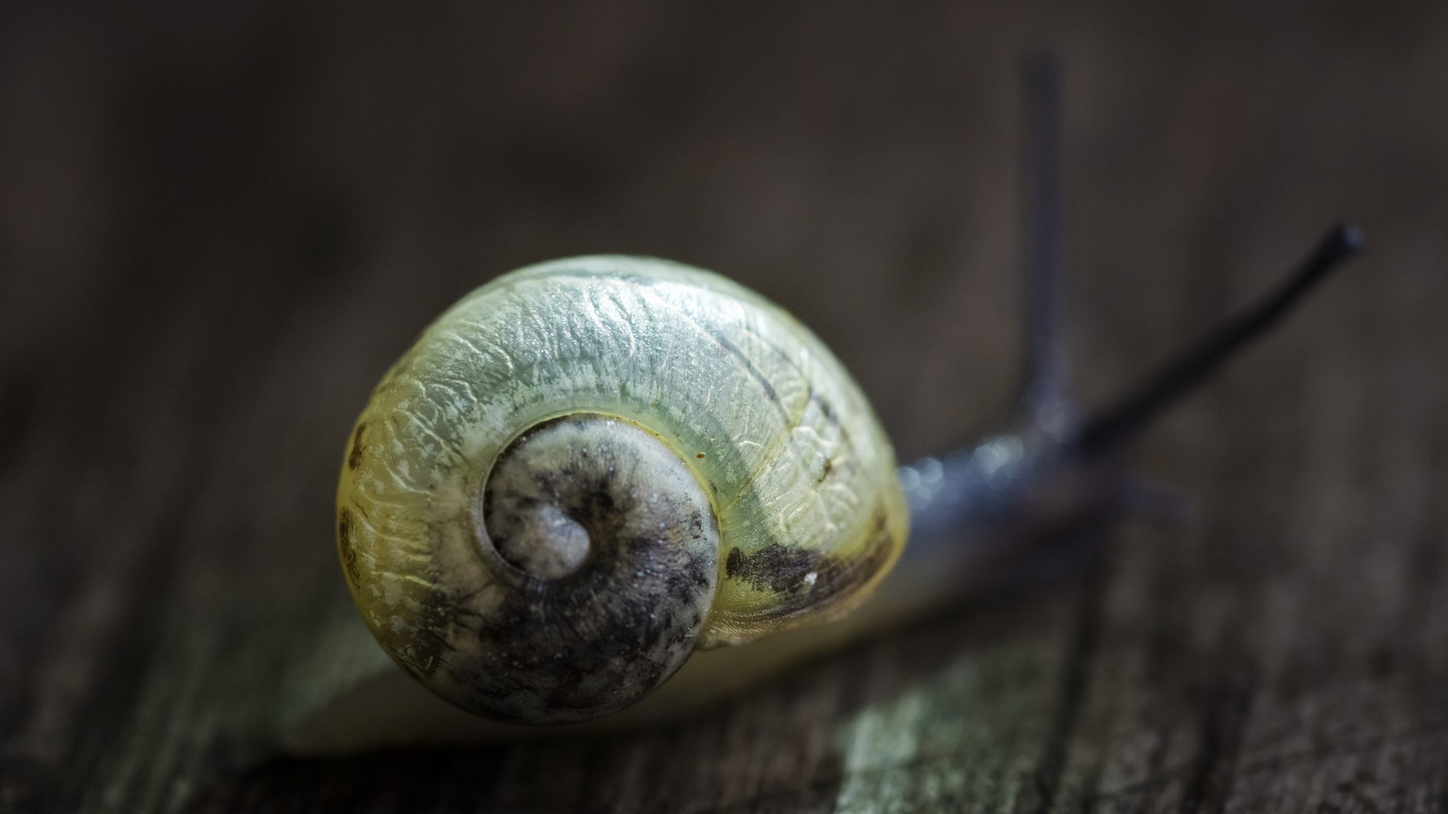 Nikon D7100 + AF Micro-Nikkor 60mm f/2.8 sample photo. Snail photography