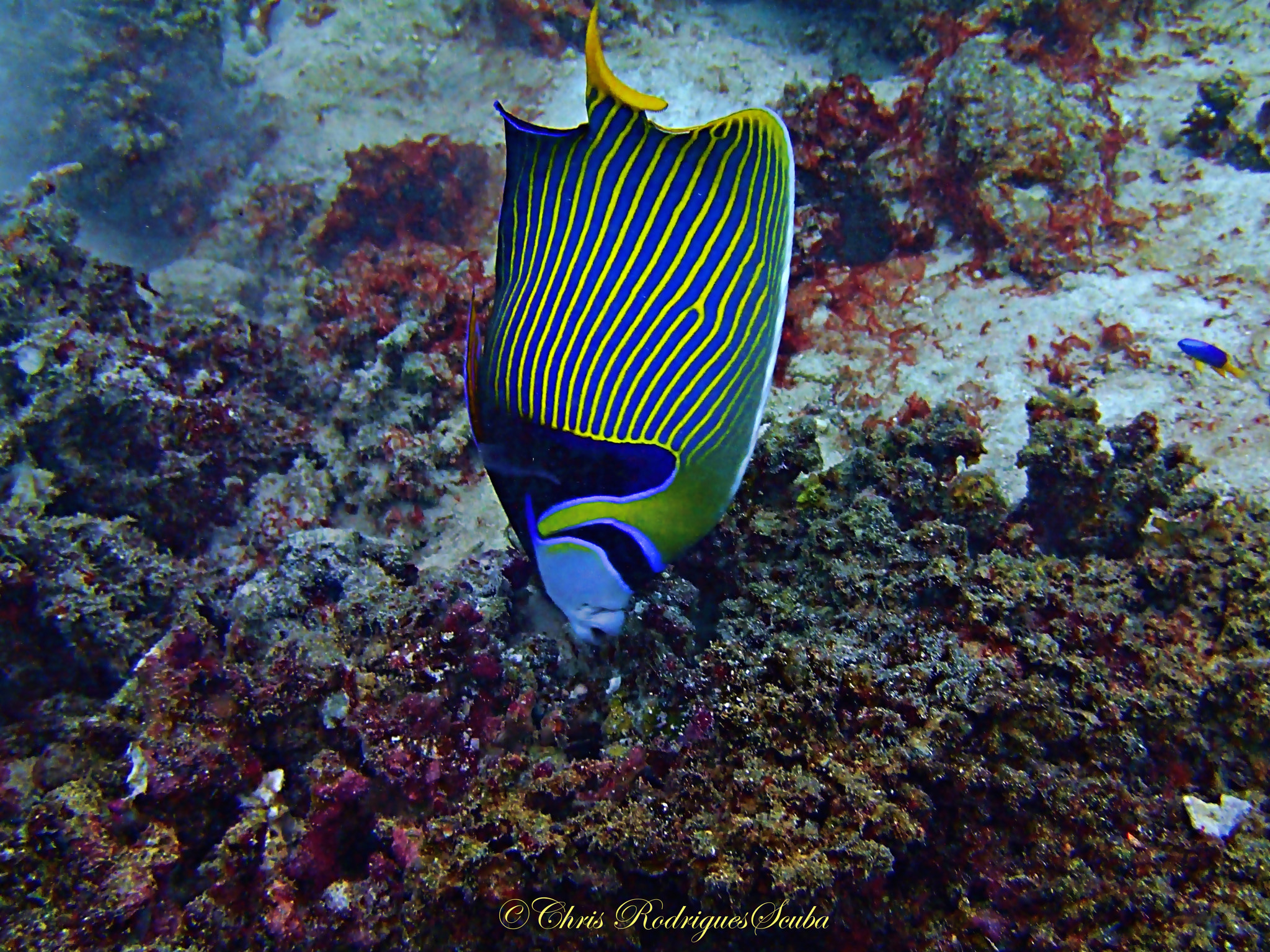 Olympus TG-1 sample photo. Shirshasana (headstand)! - introducing cool yoga with emperor angelfish photography